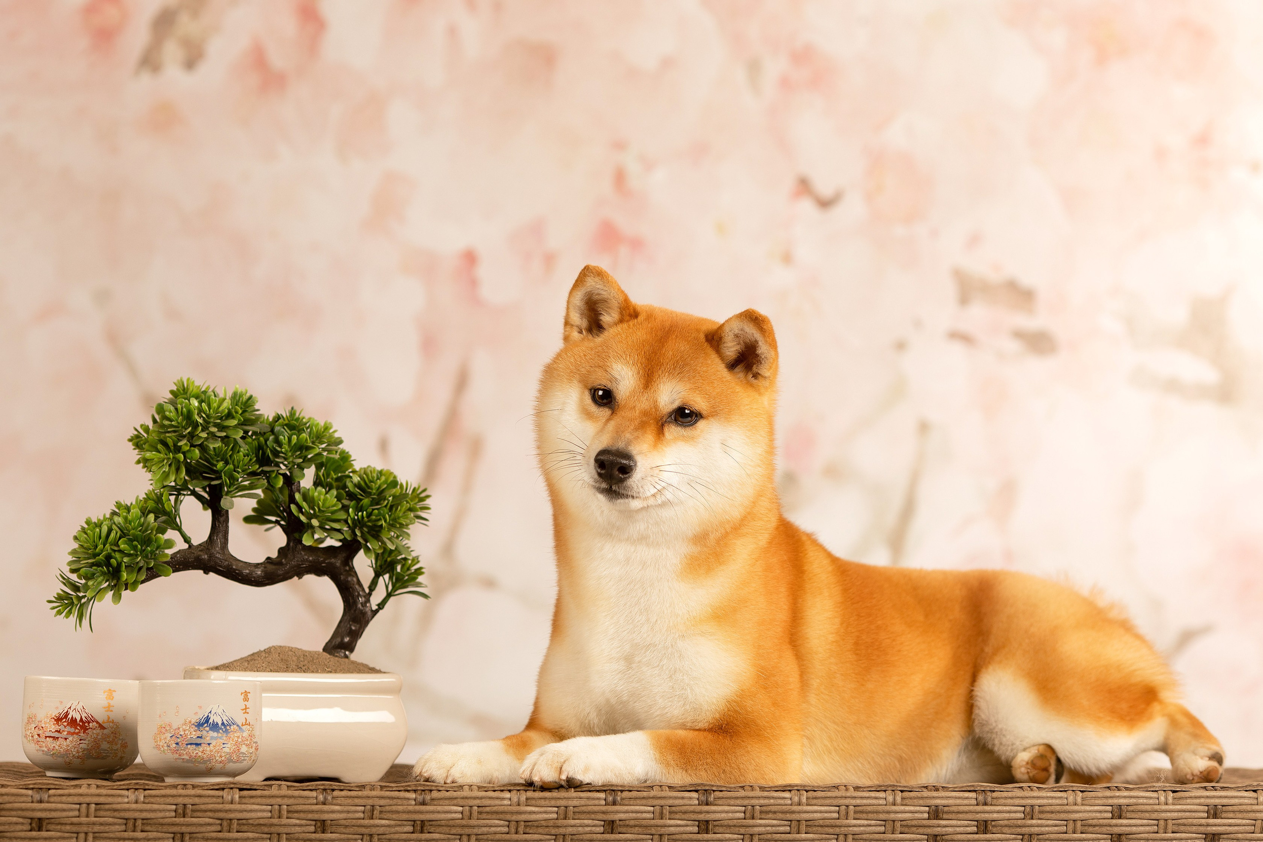 Собаки. Конный фотограф Валынкина Лера