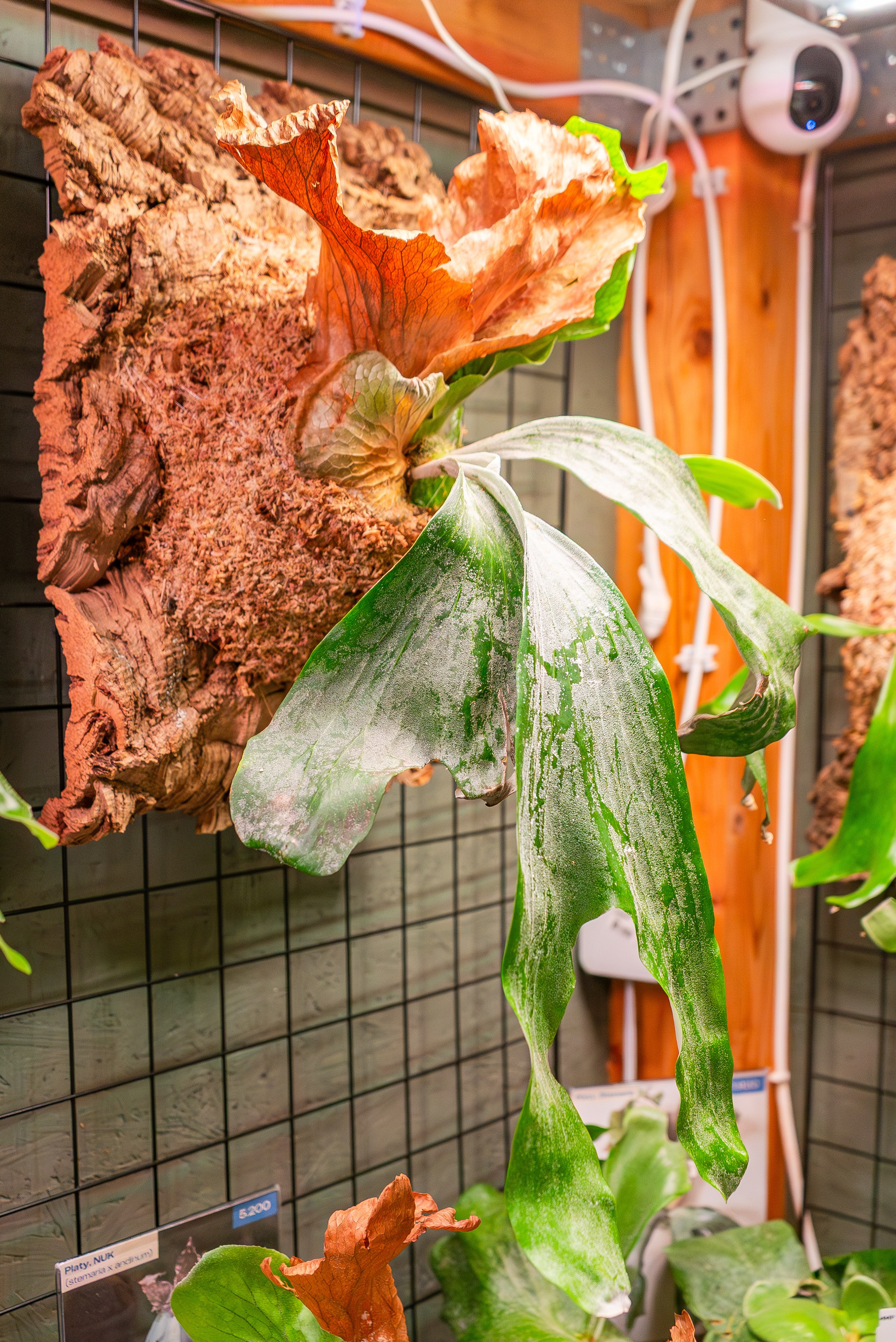 Make more plants. Александра Куликова фотограф, Москва