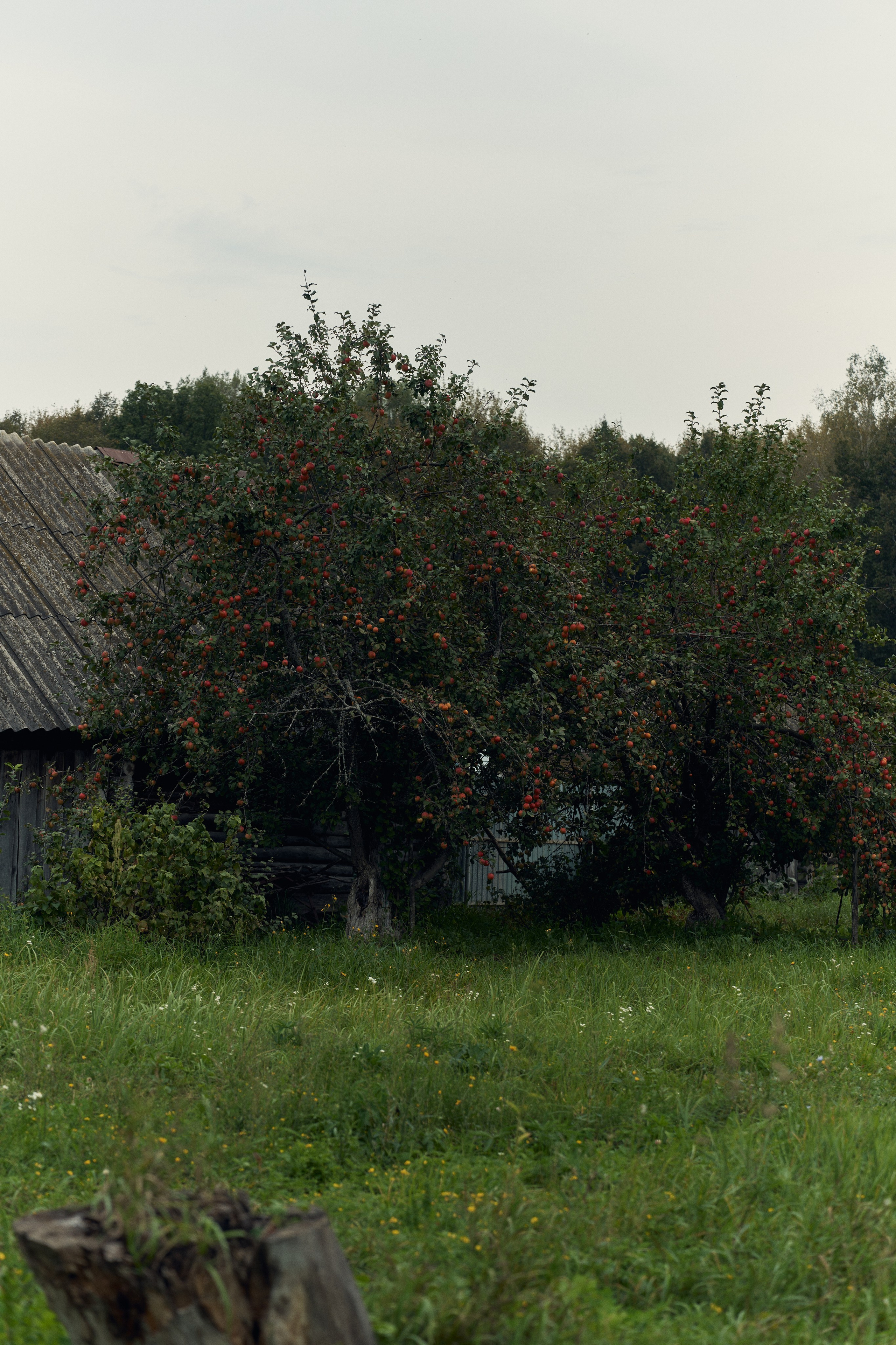Айсылу. Главная