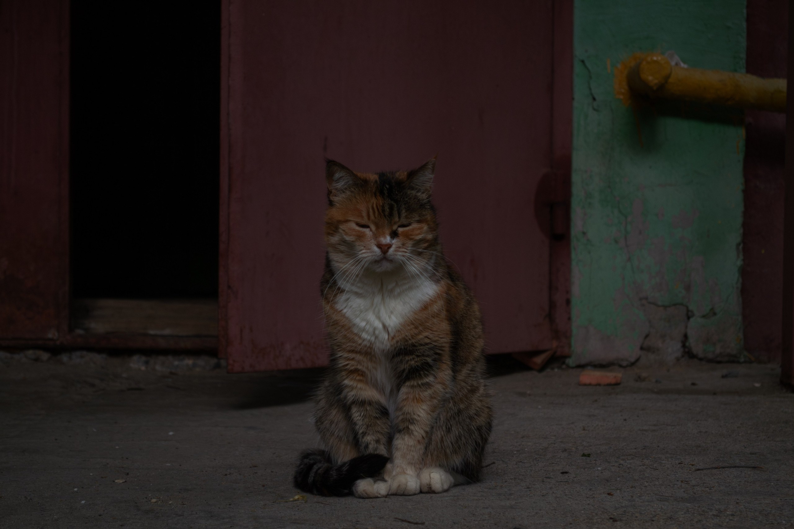 Cats.1. Dumshap | думшап
