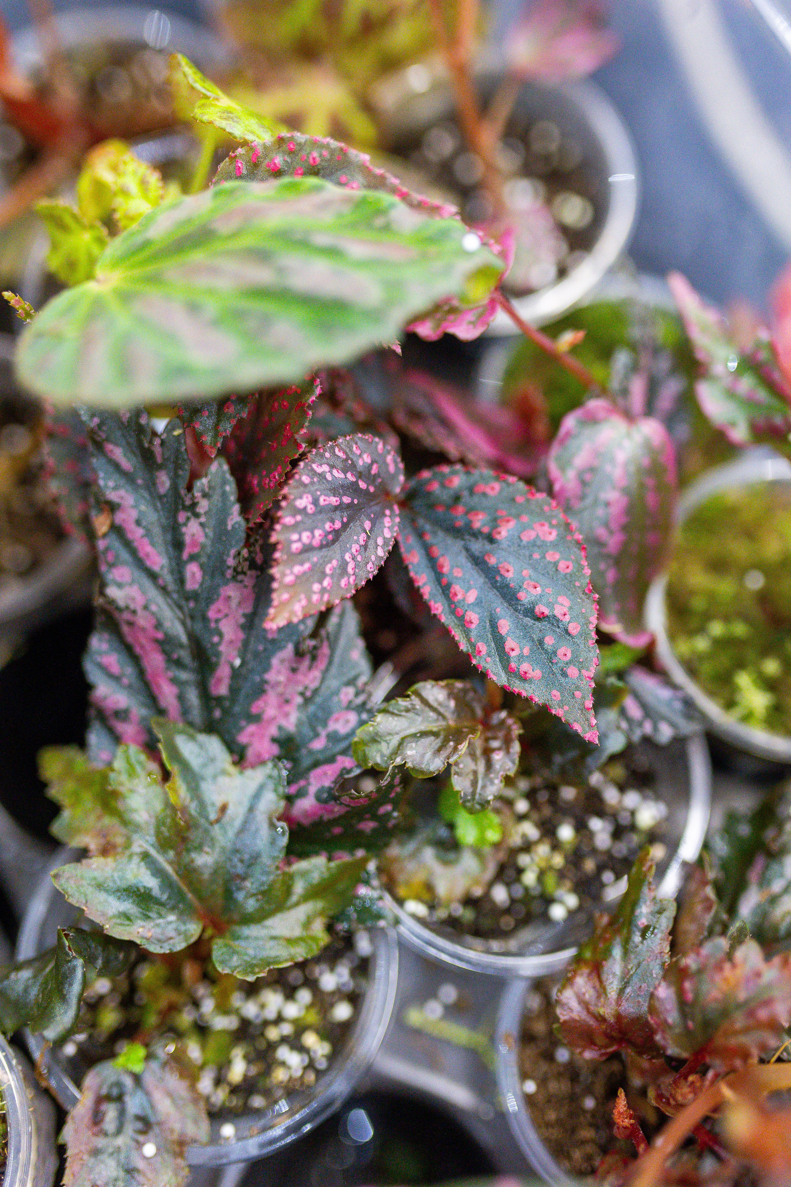 Орхидиум май 2025. Александра Куликова фотограф, Москва