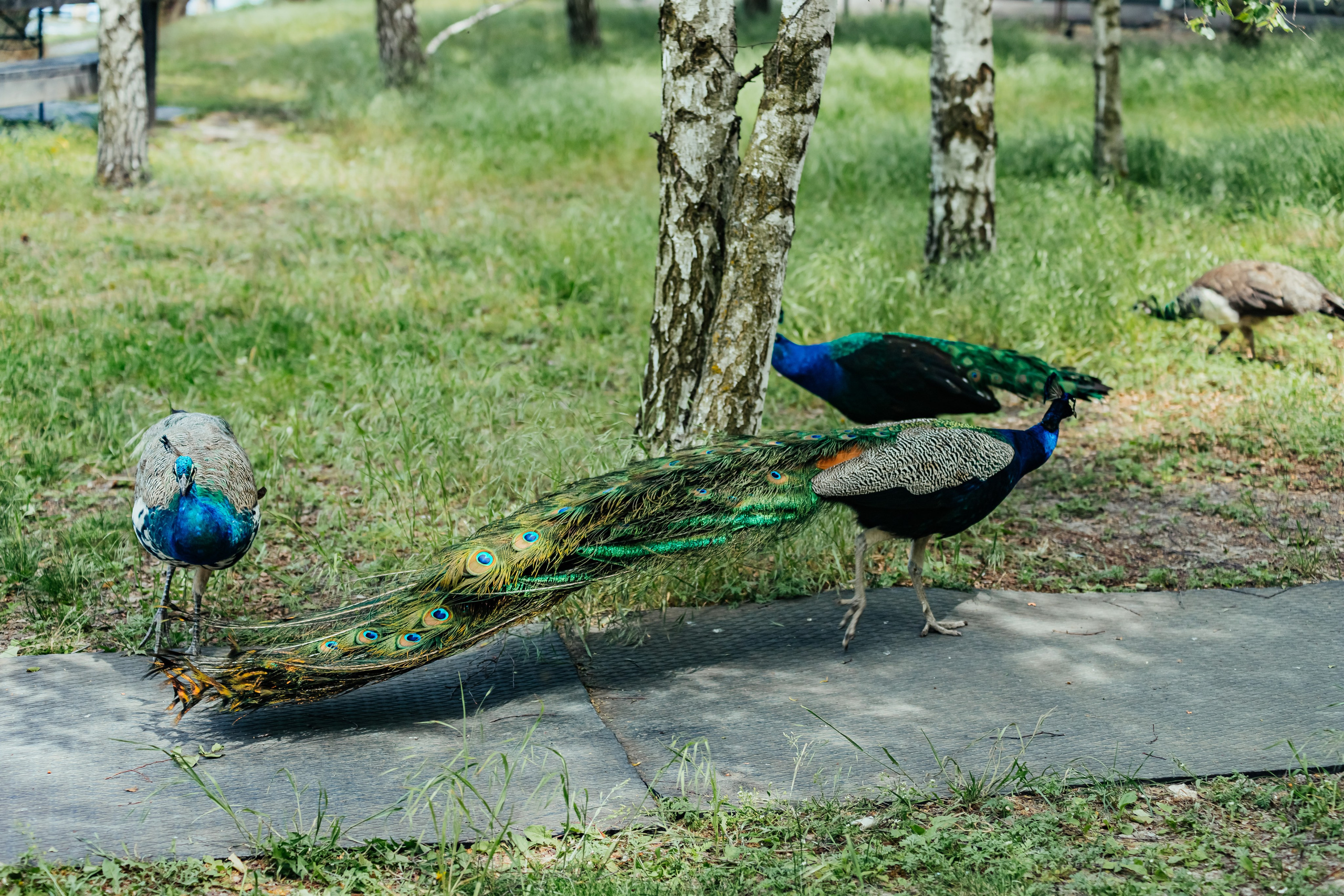 Полине 6 лет. Фотограф Таганрог и Ростов-на-Дону