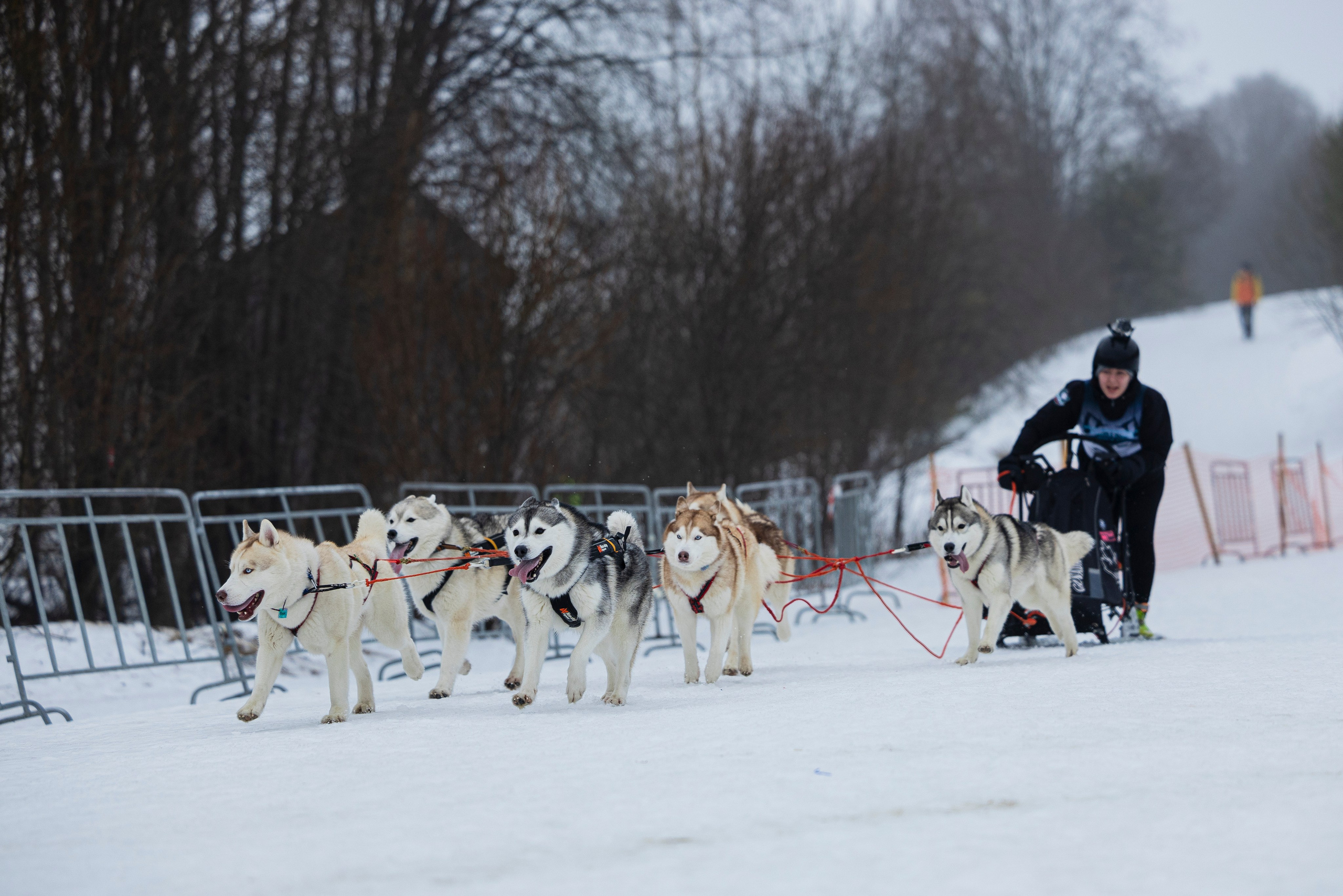 Зимний Чемпионат Санкт-Петербурга по ездовому спорту. Фотограф-анималист Анна Маринич