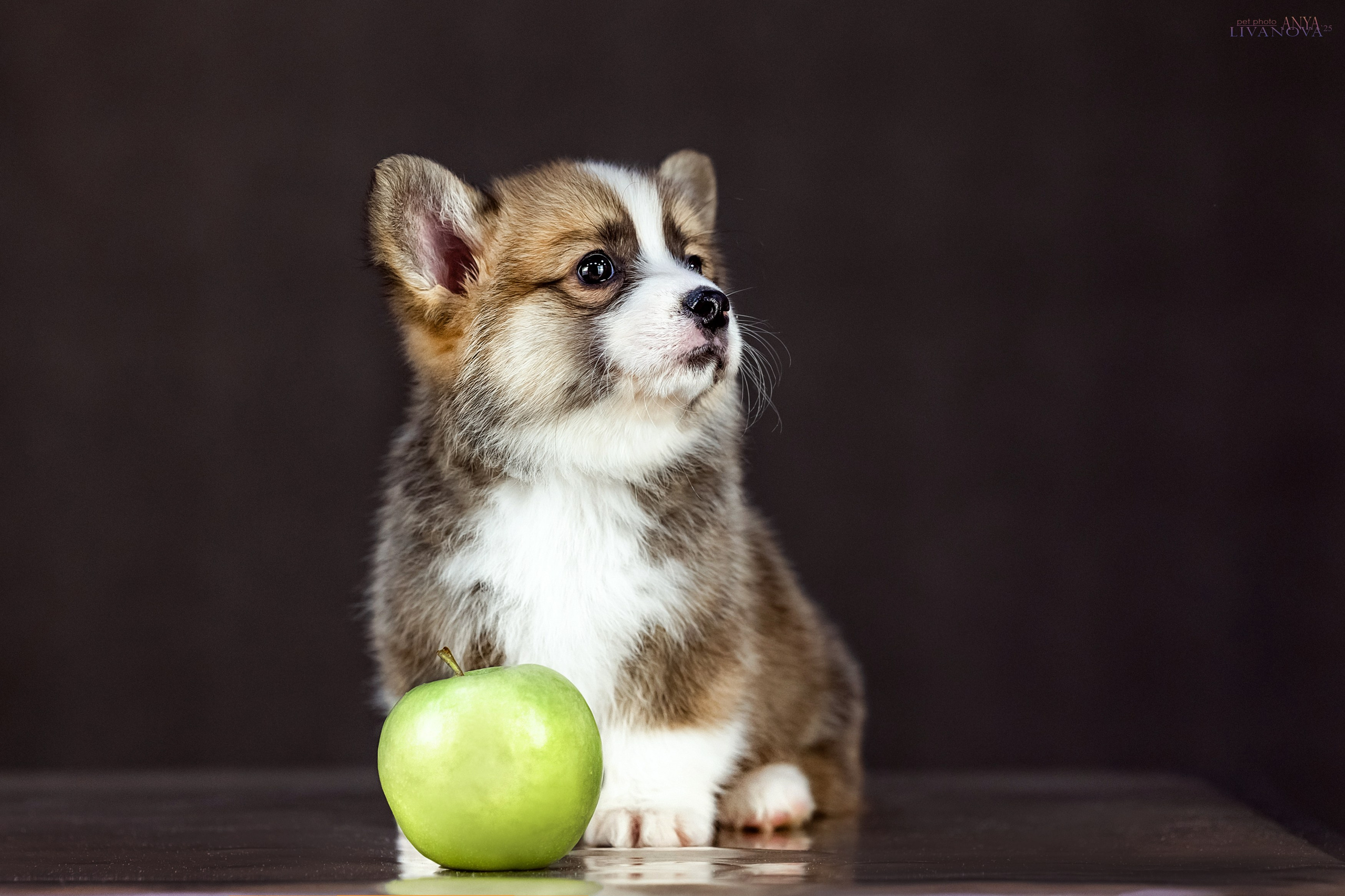 Коржики. Фотограф анималист Аня Ливанова | Рыбинск