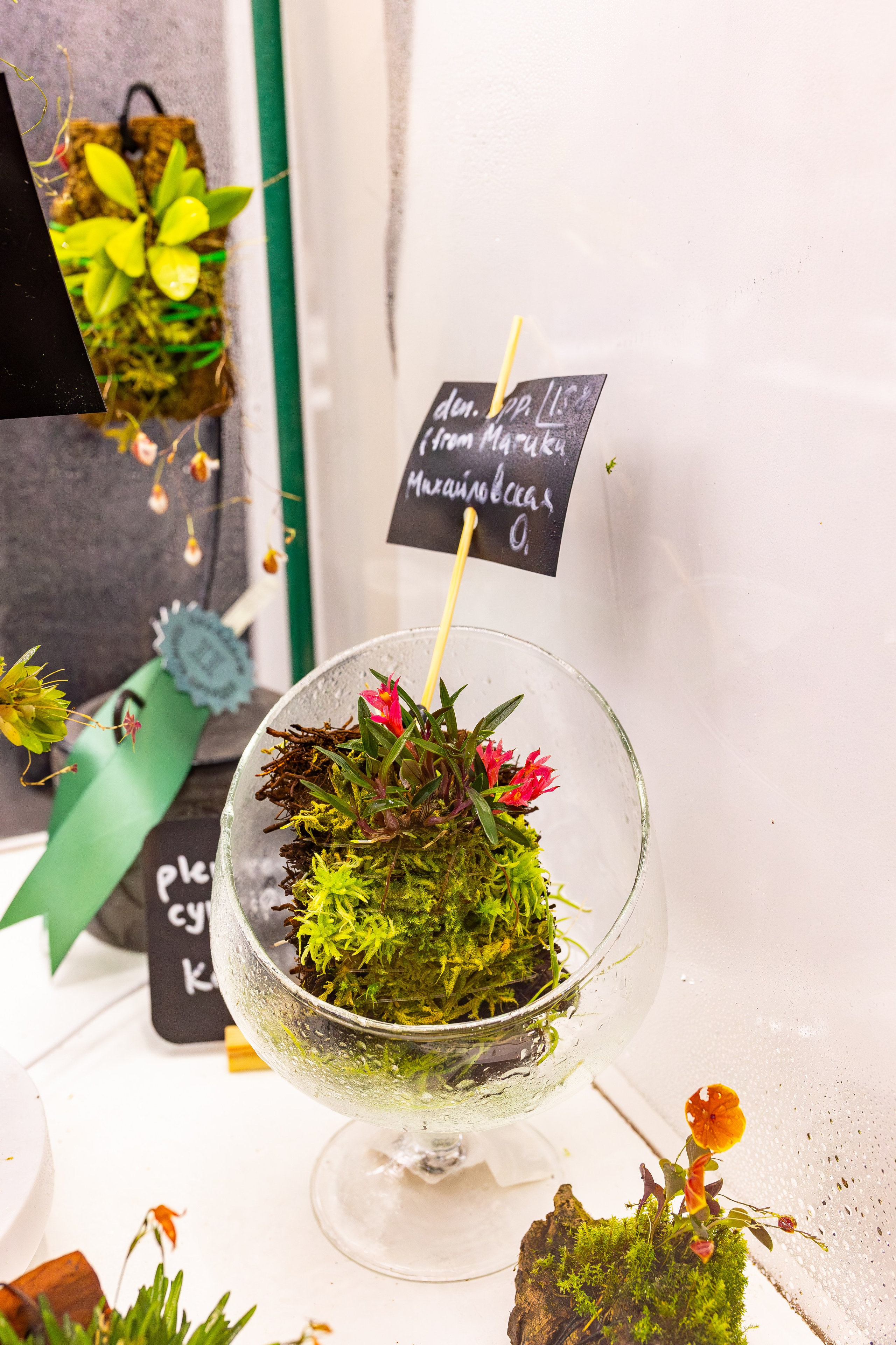 Орхидиум сентябрь 2025. Александра Куликова фотограф, Москва