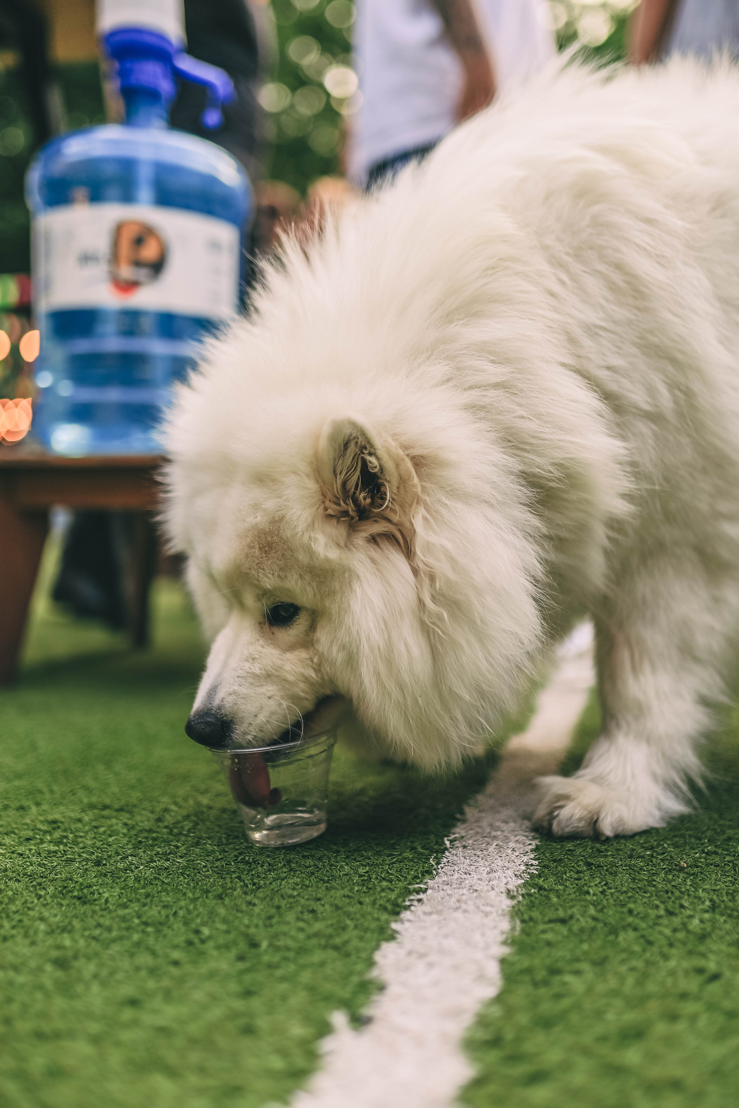 Pet-Party + Live-music |Парк Культуры. Фотограф в Ставрополе Алина Клочкова