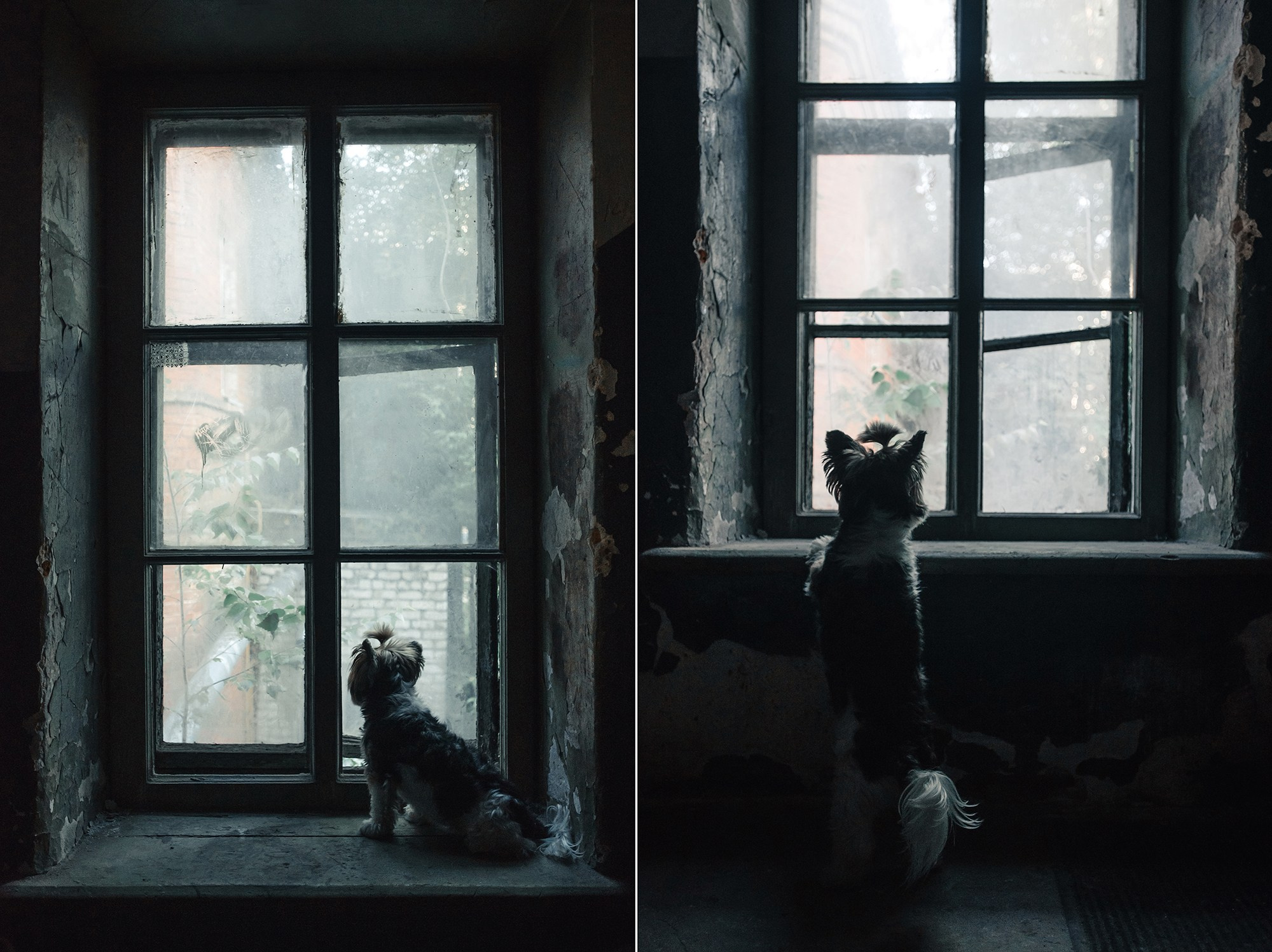 Питомец в кадре. Фотограф Анна Тюрина