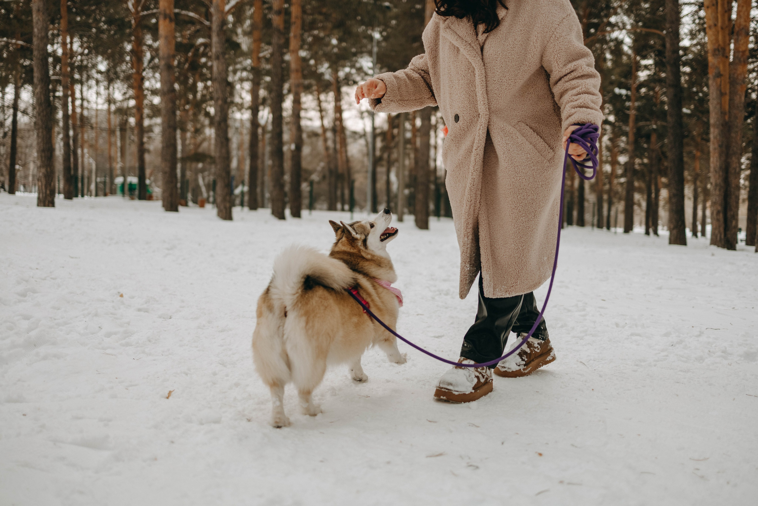 Варвара и Шелби. Фотограф-анималист в Екатеринбурге | Кристина