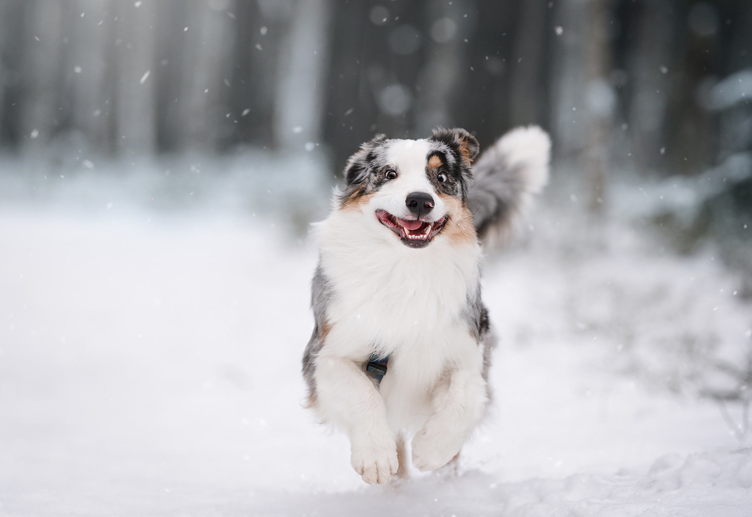 Антон Аиша и Римус. Фотограф-анималист в Санкт-Петербурге Яна Мартынова