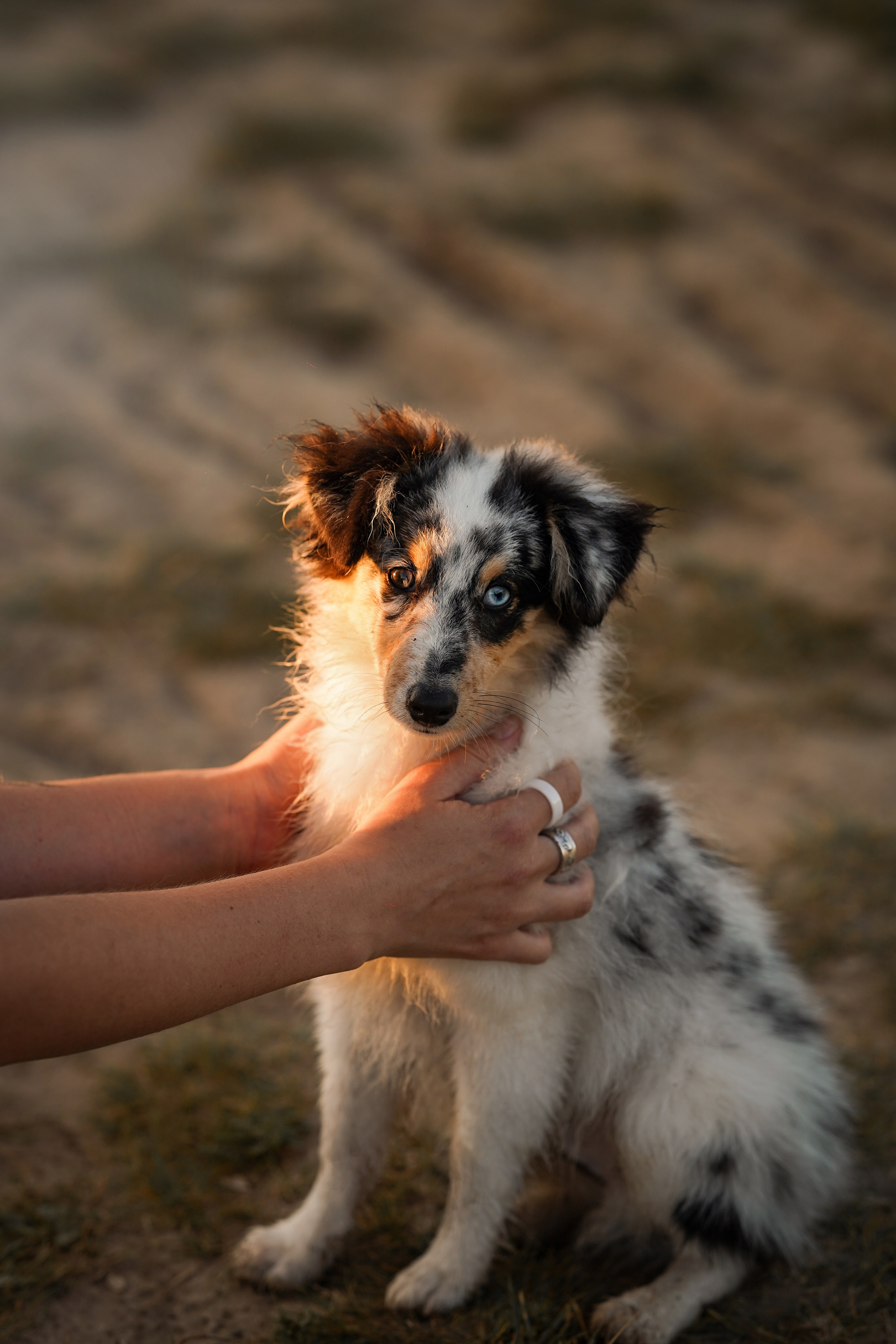 Алина и Лето. Фотограф-анималист в Санкт-Петербурге Яна Мартынова