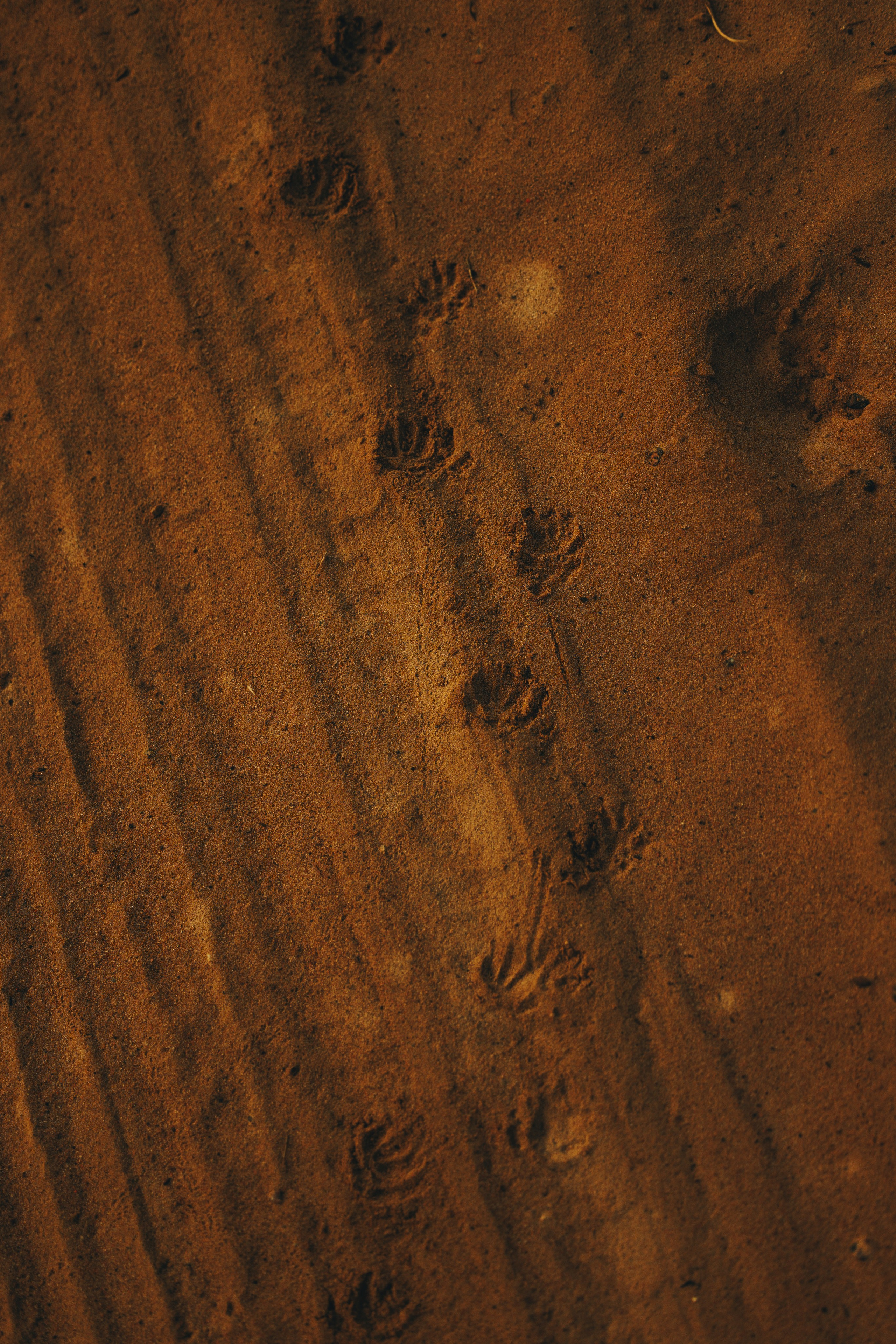 Сергей, Оксана и Жара. Фотограф анималист Осипчикова Мария