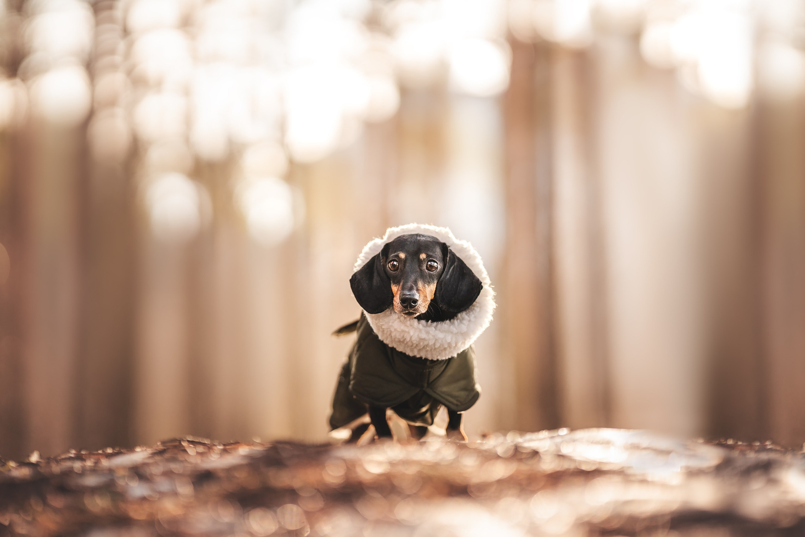 Клякса. Фотограф анималист Осипчикова Мария