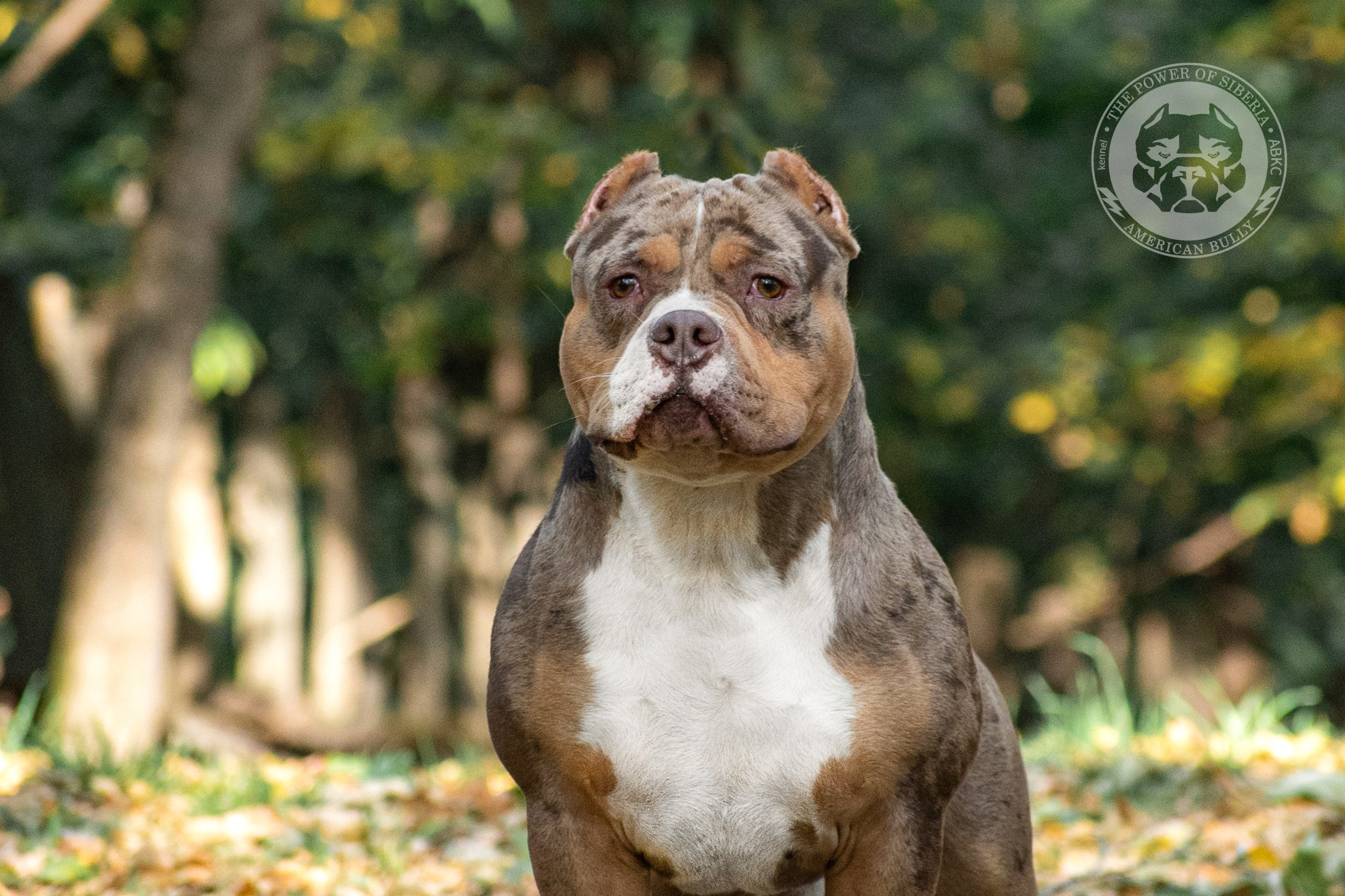 продажа щенков American Bully в Челябинске