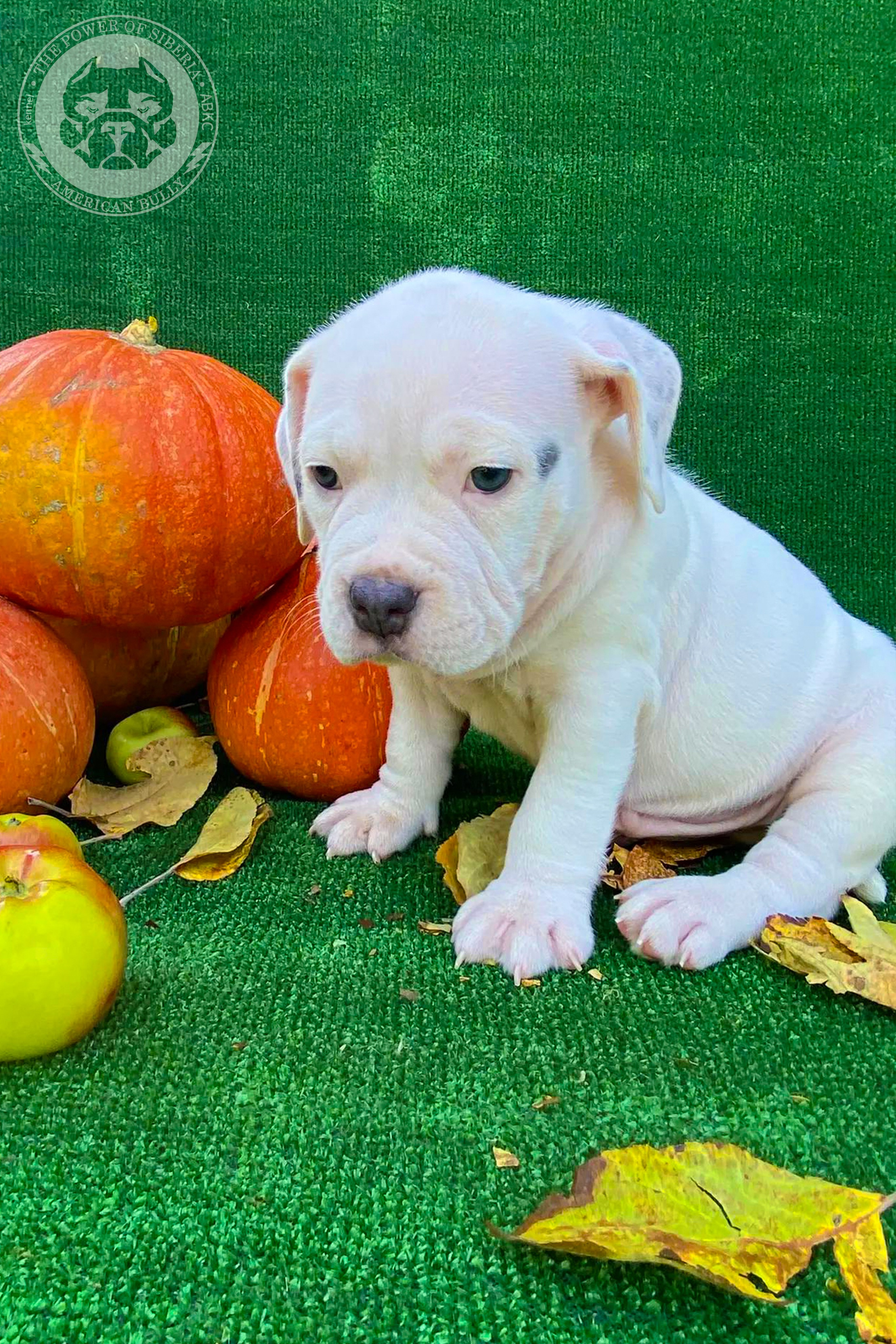белоснежный свободный щенок американского булли классик от производителя Bully Lovers Kasper через дочку Владивосток