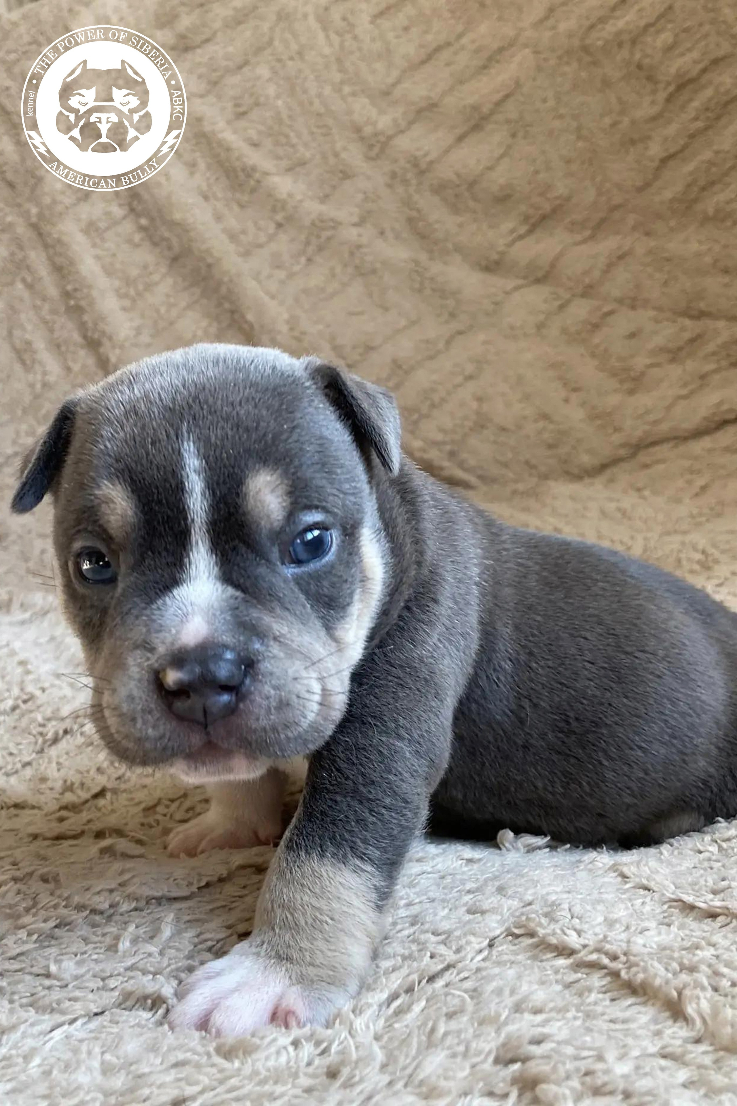 Свободные щенки Американский Булли покет. Американский Булли в г. Ростов-на-Дону. Питомник THE POWER OF SIBERIA