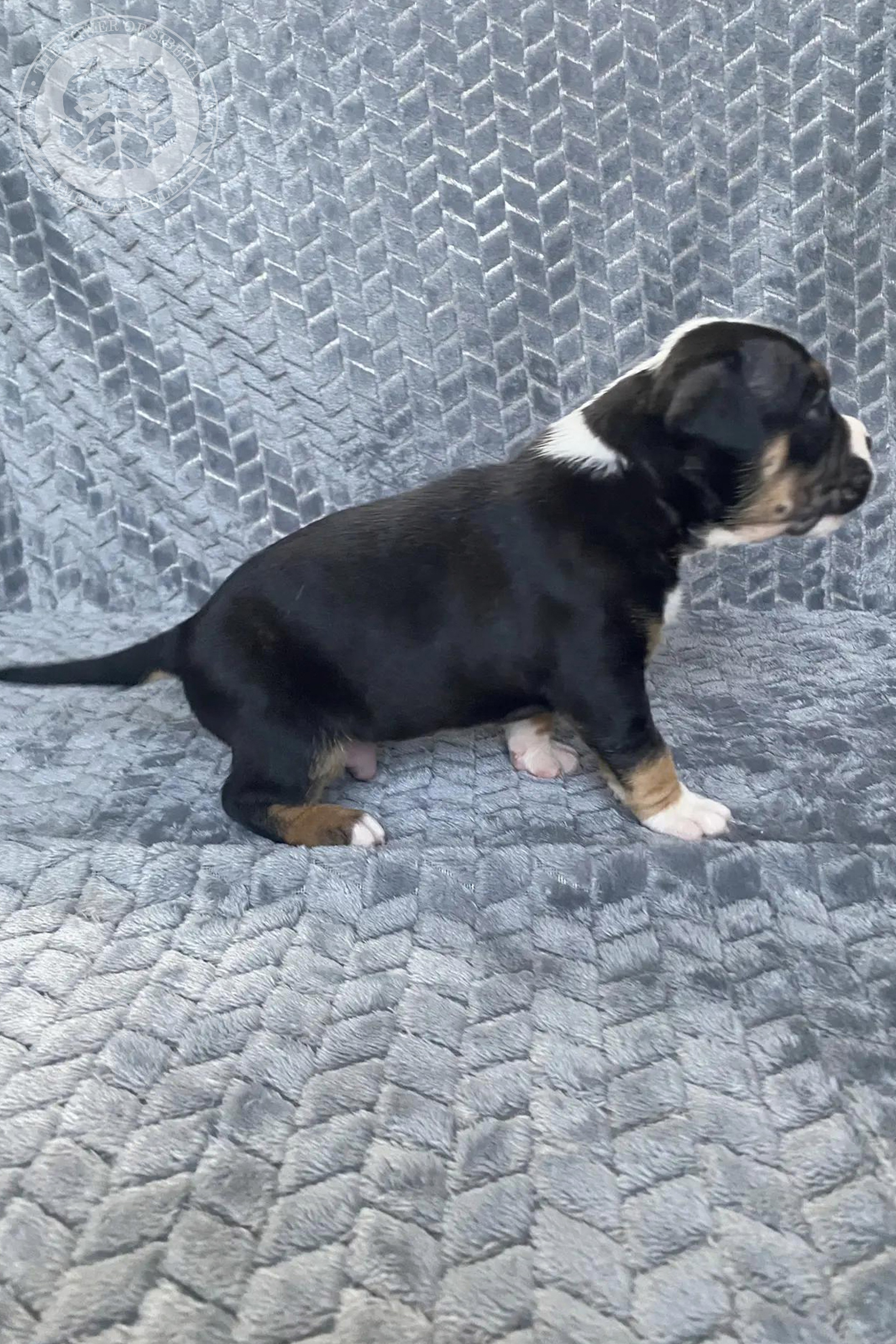 Фотография щенка из помета