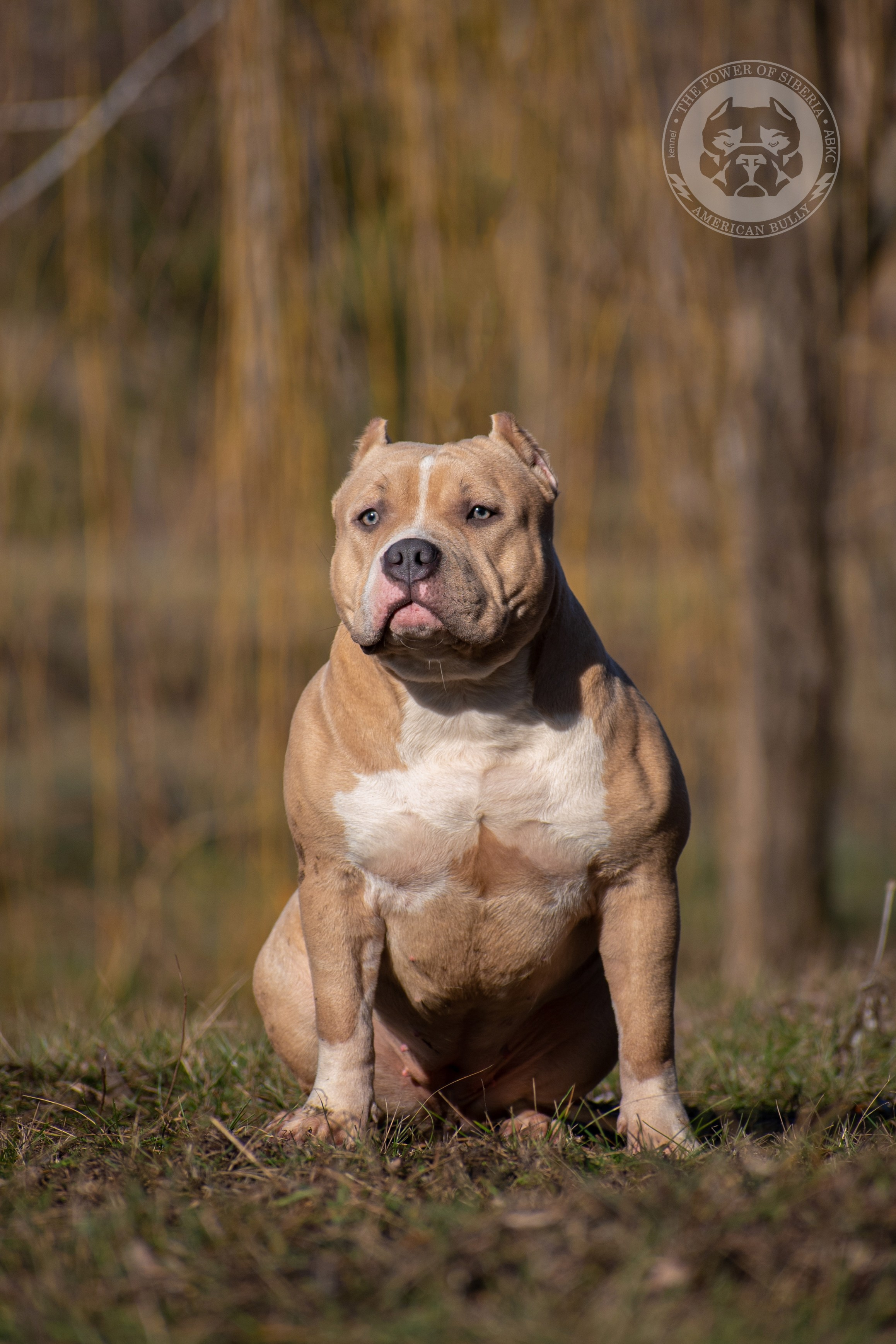 купить щенка в официальном питомнике American Bully в Владивостоке