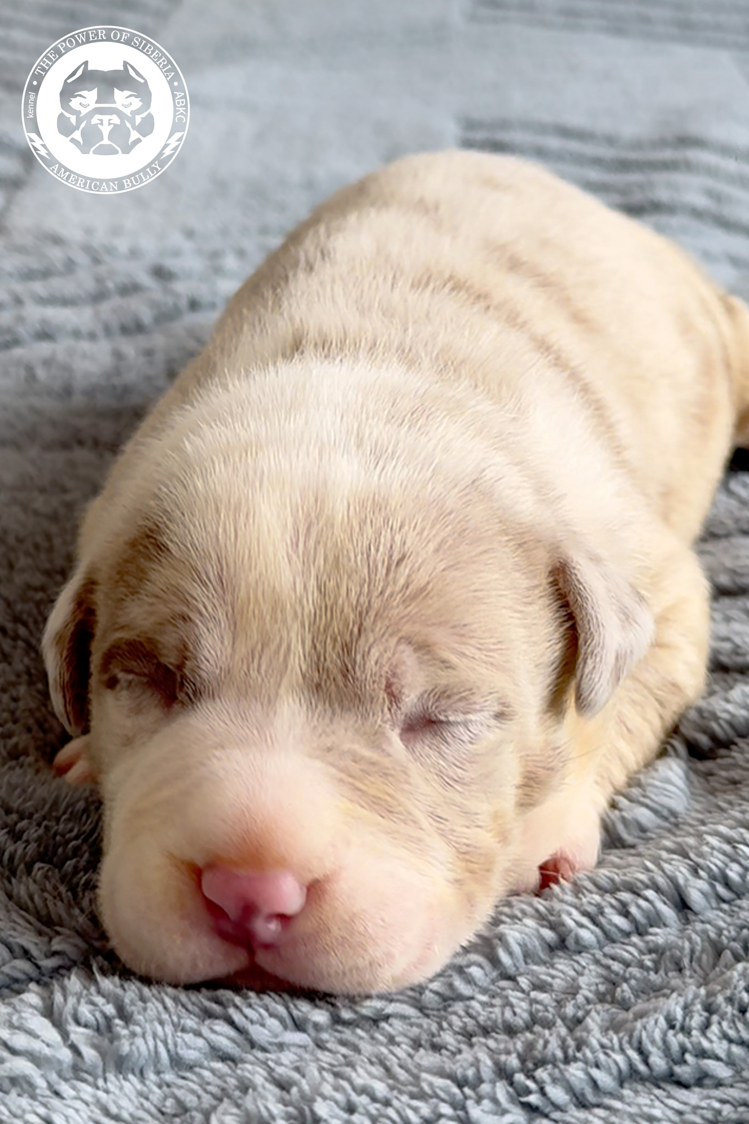 26.07.26-Валенсия-Арчи. Американский Булли в г. Ростов-на-Дону. Питомник THE POWER OF SIBERIA