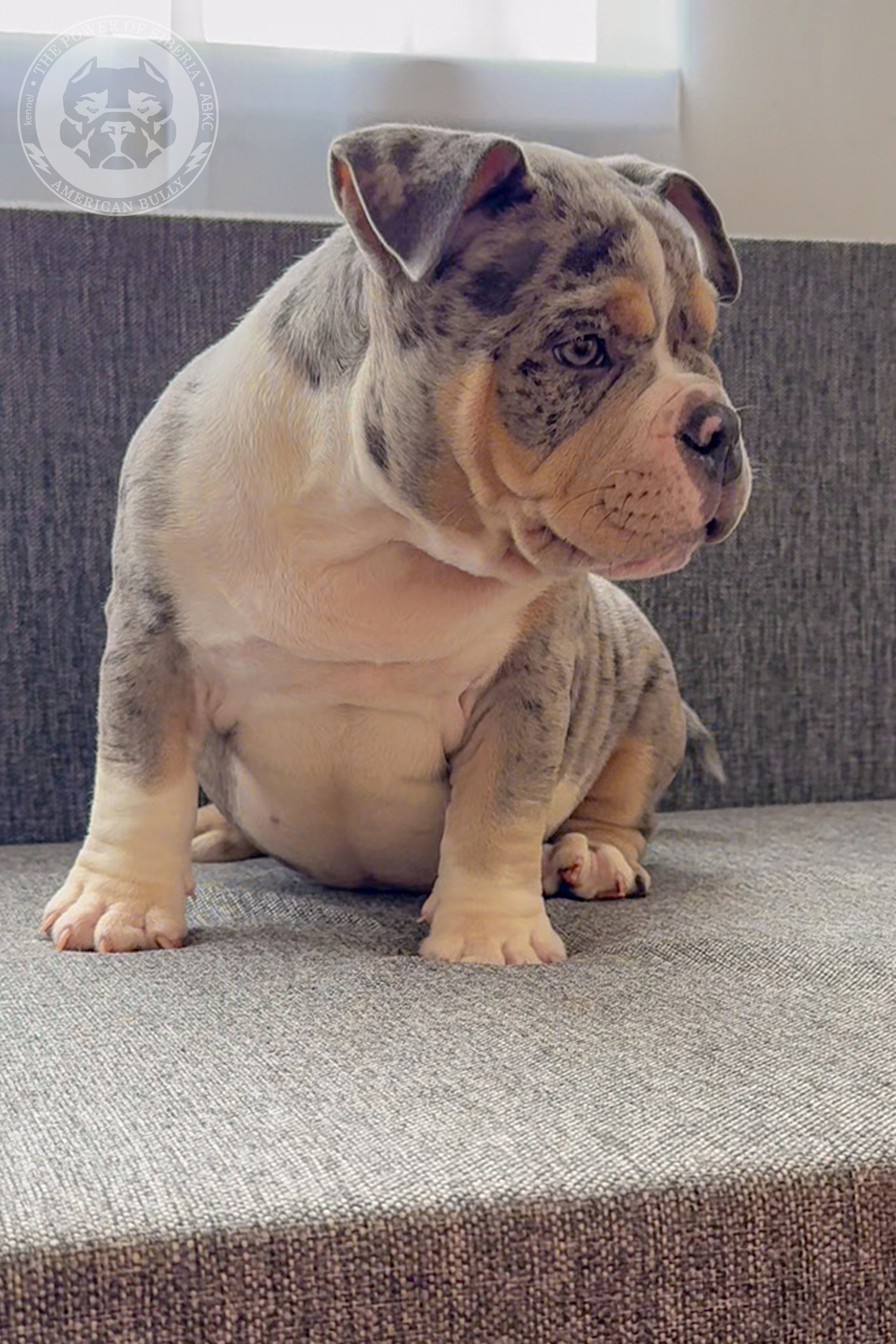 Авторитетный монопородный питомник американских булли TPOS демонстрирует эталонное выращивание пометов Томск