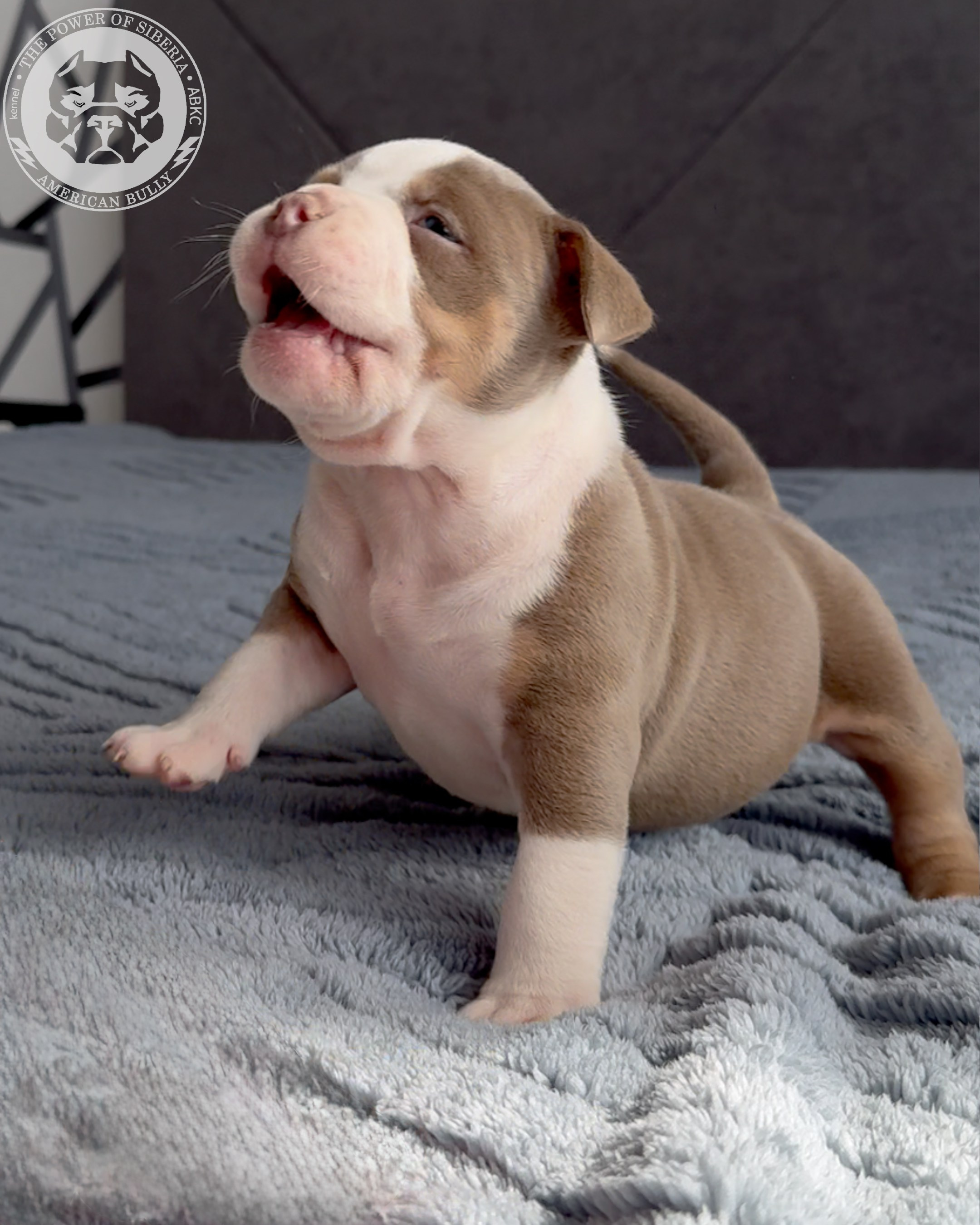 21.02.26-Мила-Турук. Американский Булли в г. Ростов-на-Дону. Питомник THE POWER OF SIBERIA