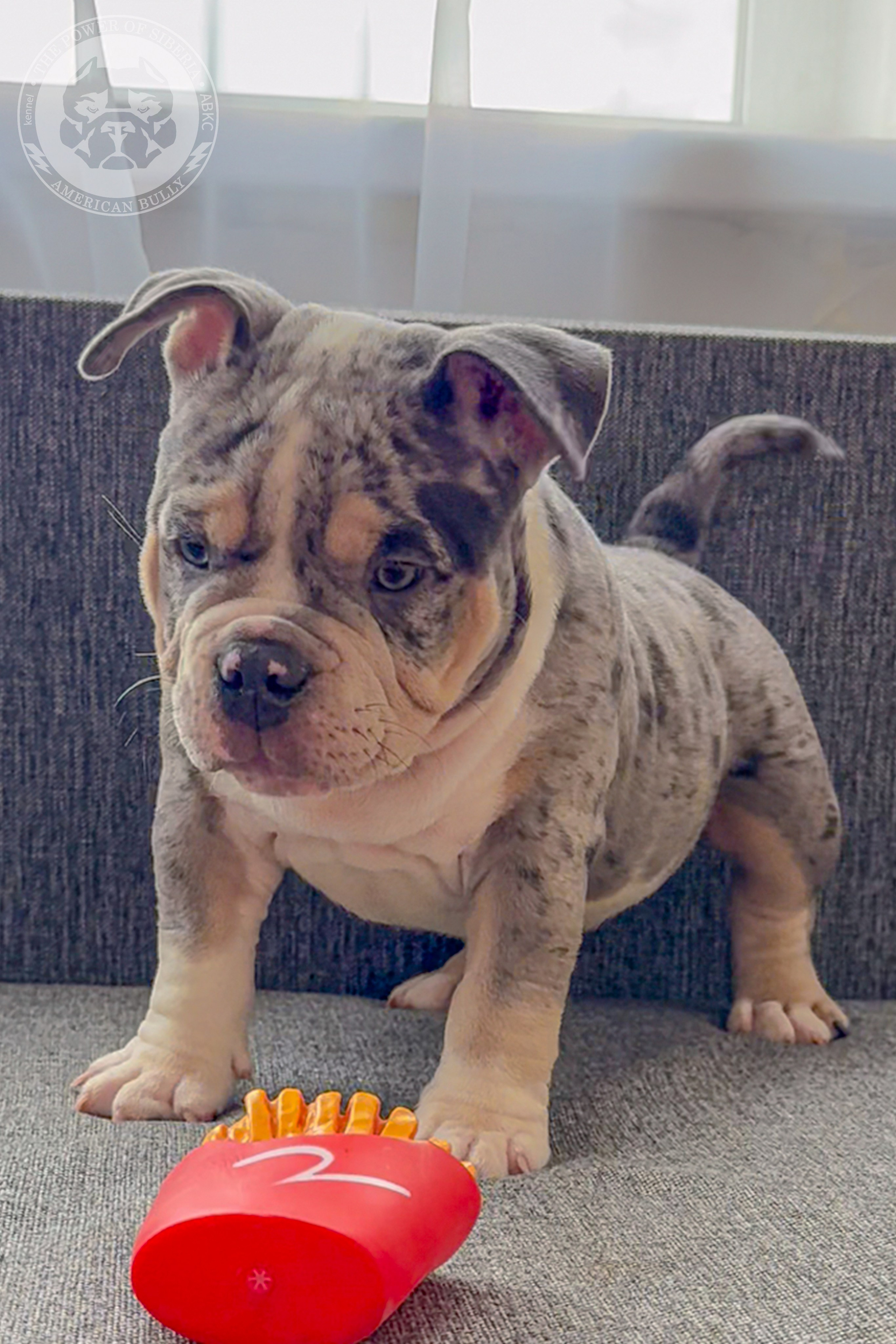 Персональная архивная карточка кобеля Тайсона от пары Bully Lovers Kasper и Линда купить щенка американского булли Набережные Челны