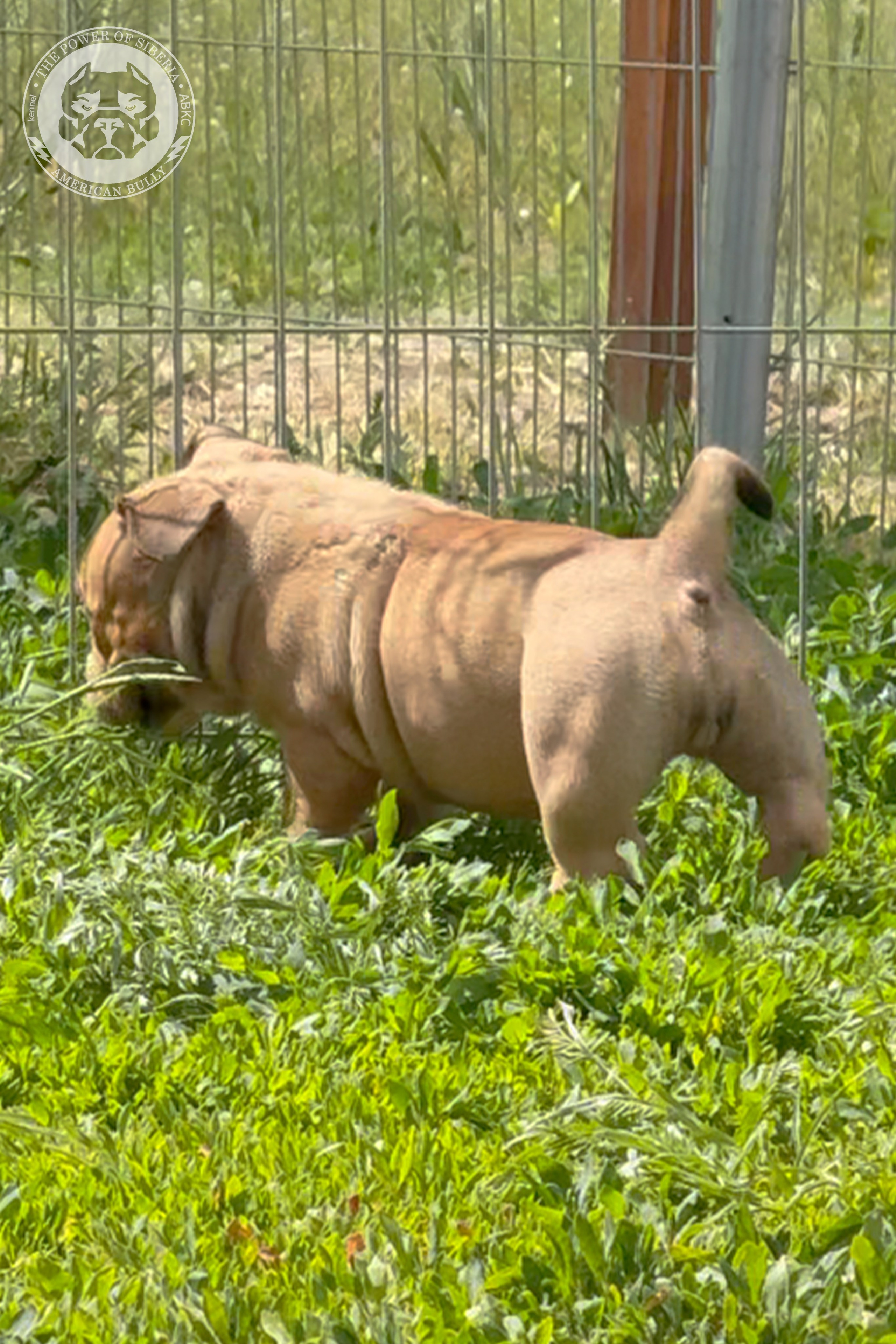 Поэтапное развитие экстерьера и накопление кровей легендарной линии Muscletone у суки булли Ростов-на-Дону