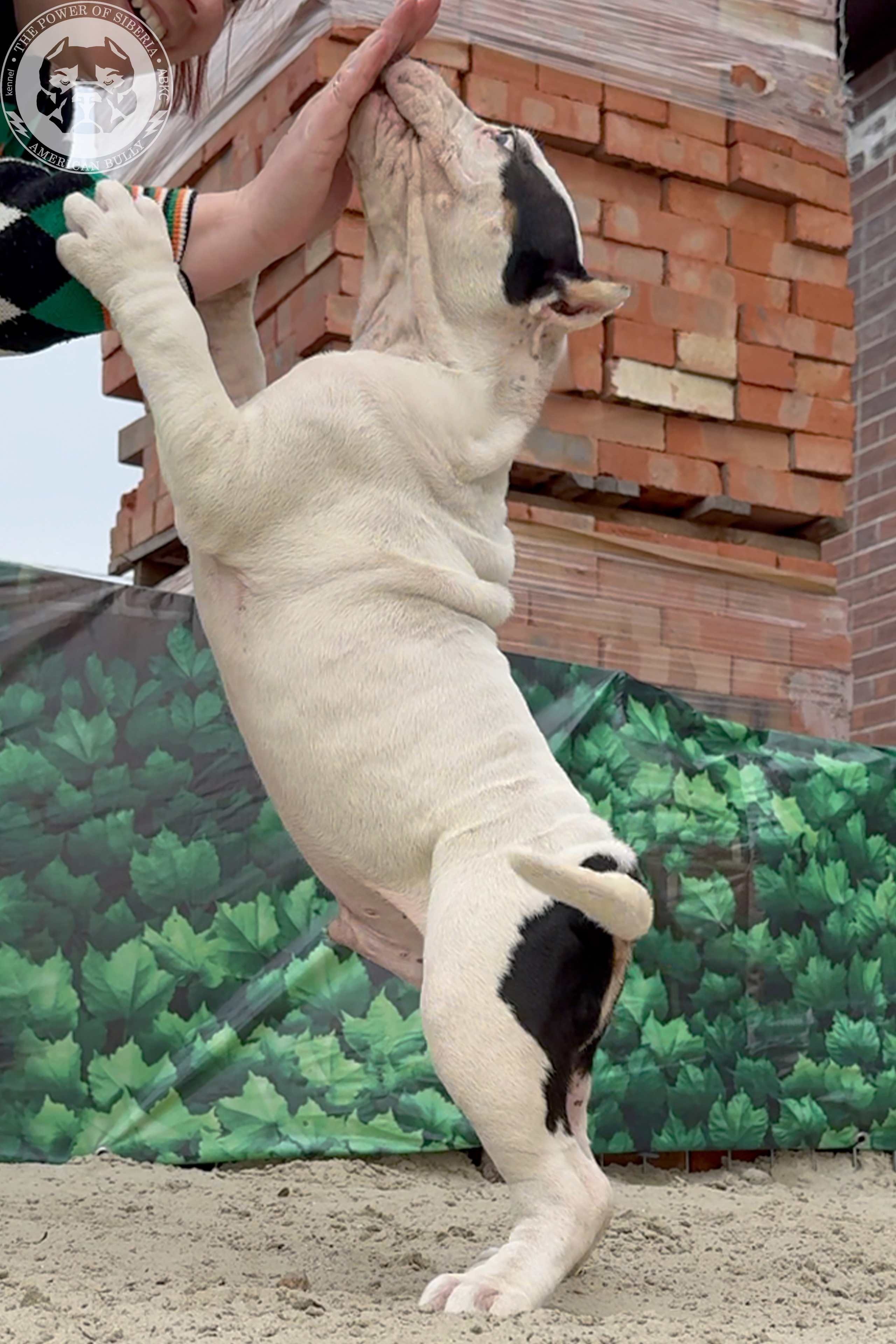 20.01.26-Рокси-Арчи. Американский Булли в г. Ростов-на-Дону. Питомник THE POWER OF SIBERIA