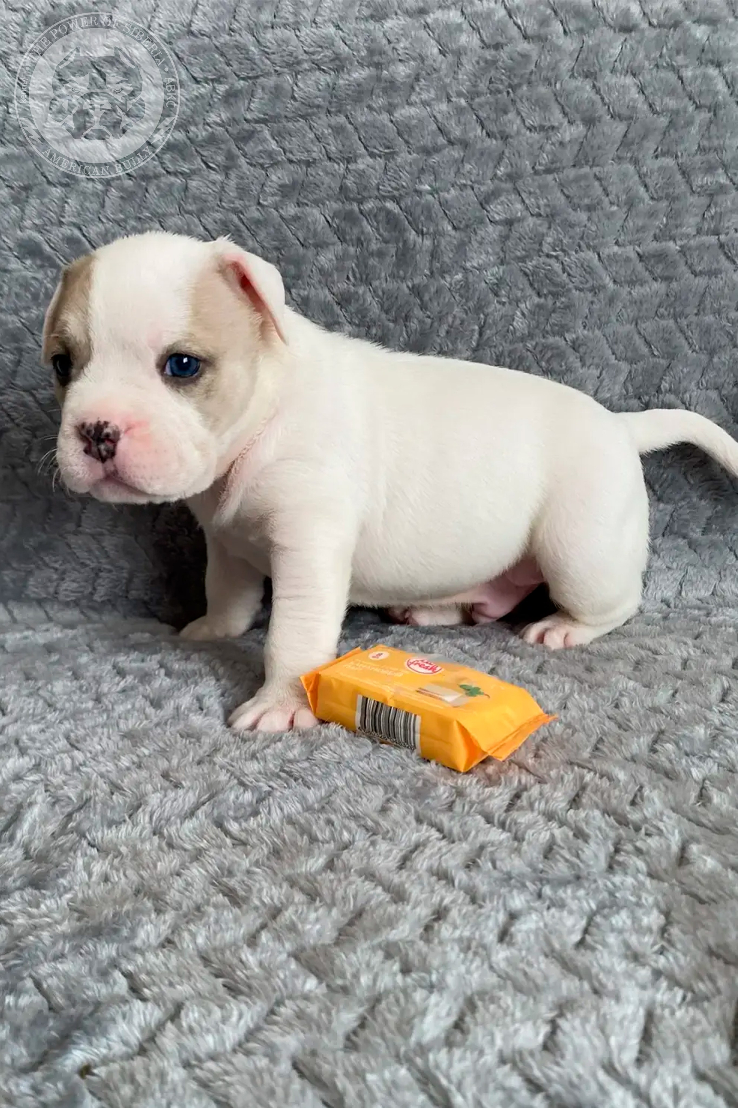 Фотография щенка из помета