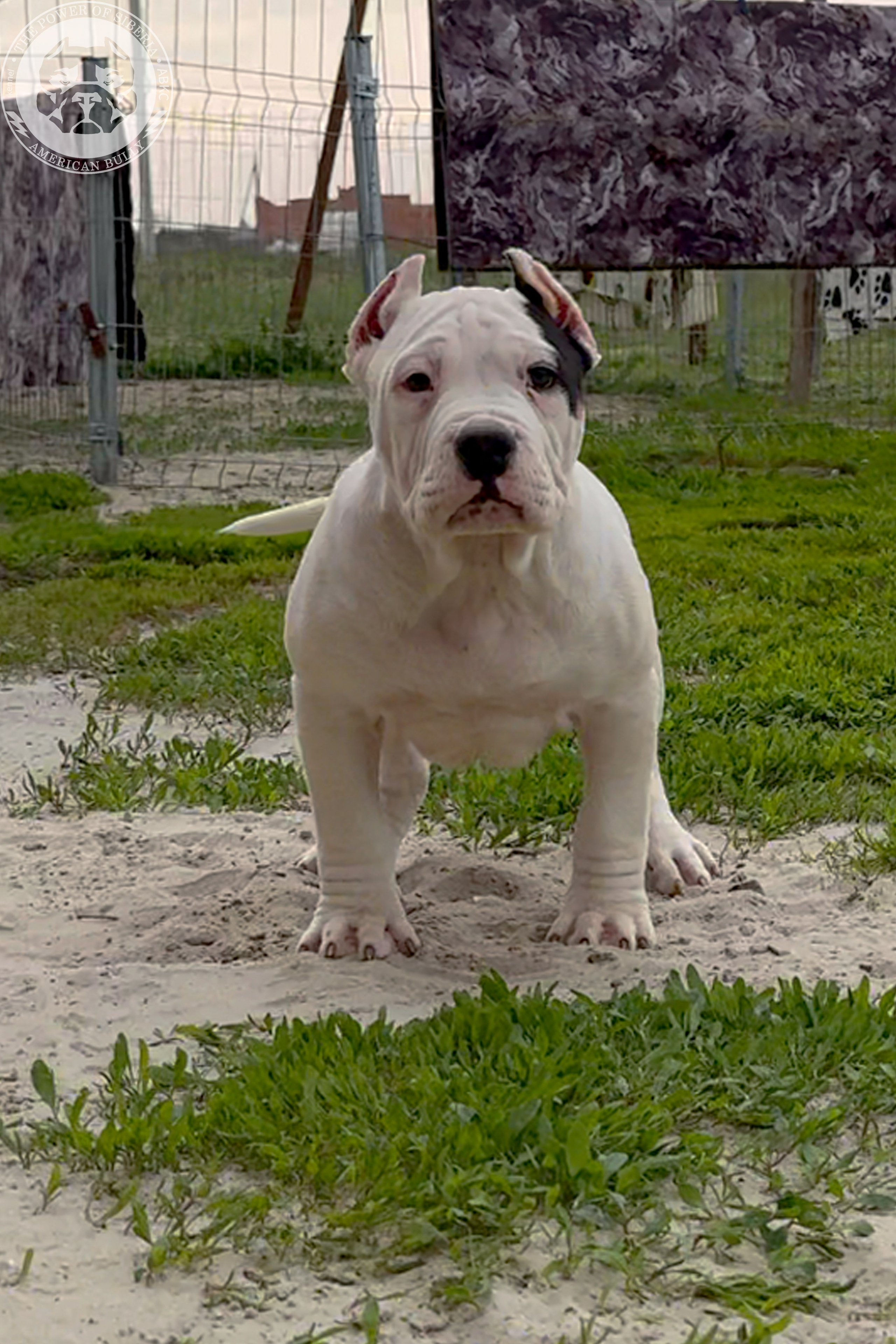 20.01.26-Рокси-Арчи. Американский Булли в г. Ростов-на-Дону. Питомник THE POWER OF SIBERIA