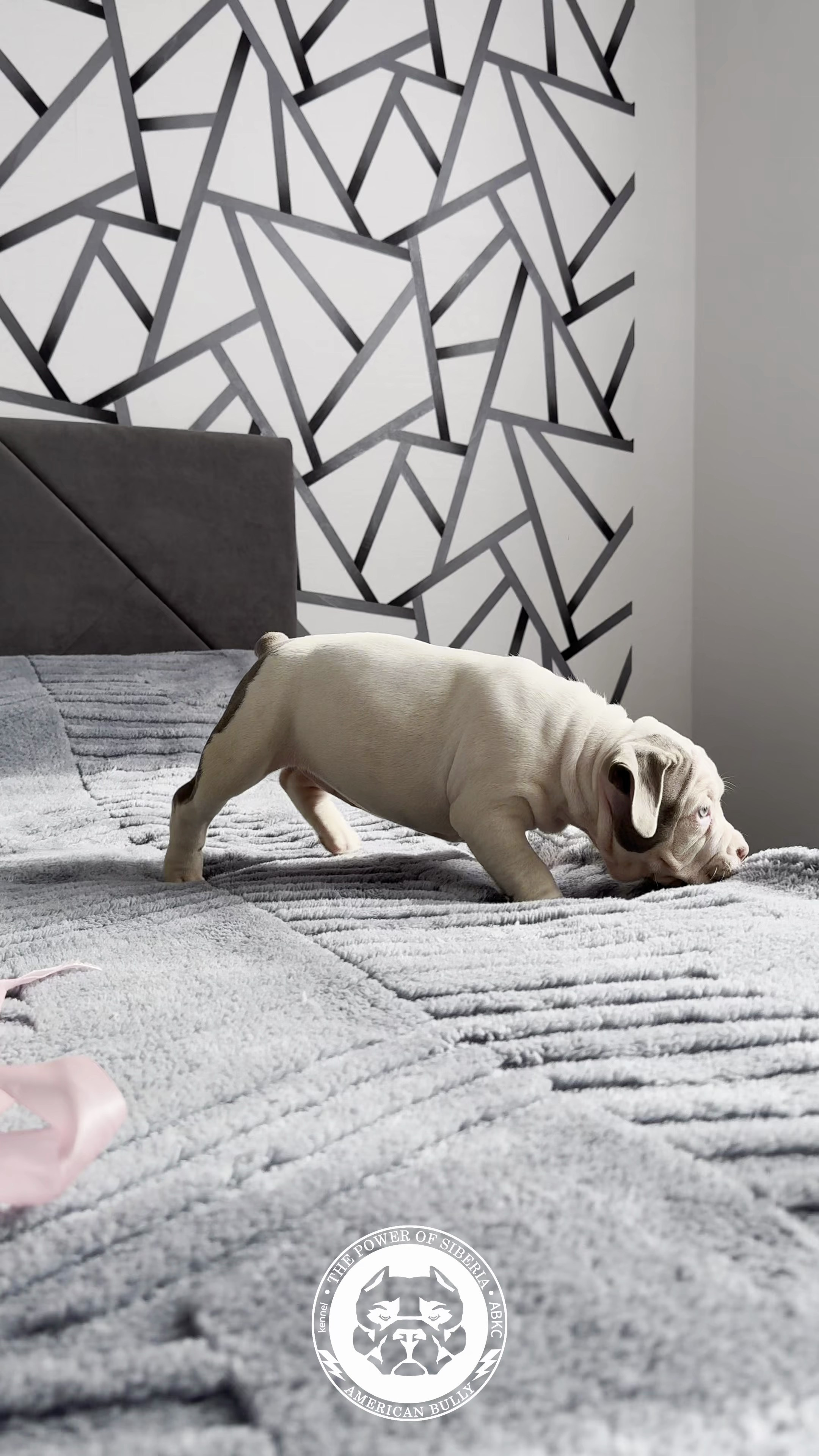 29.12.25-Терри-Локо. Американский Булли в г. Ростов-на-Дону. Питомник THE POWER OF SIBERIA