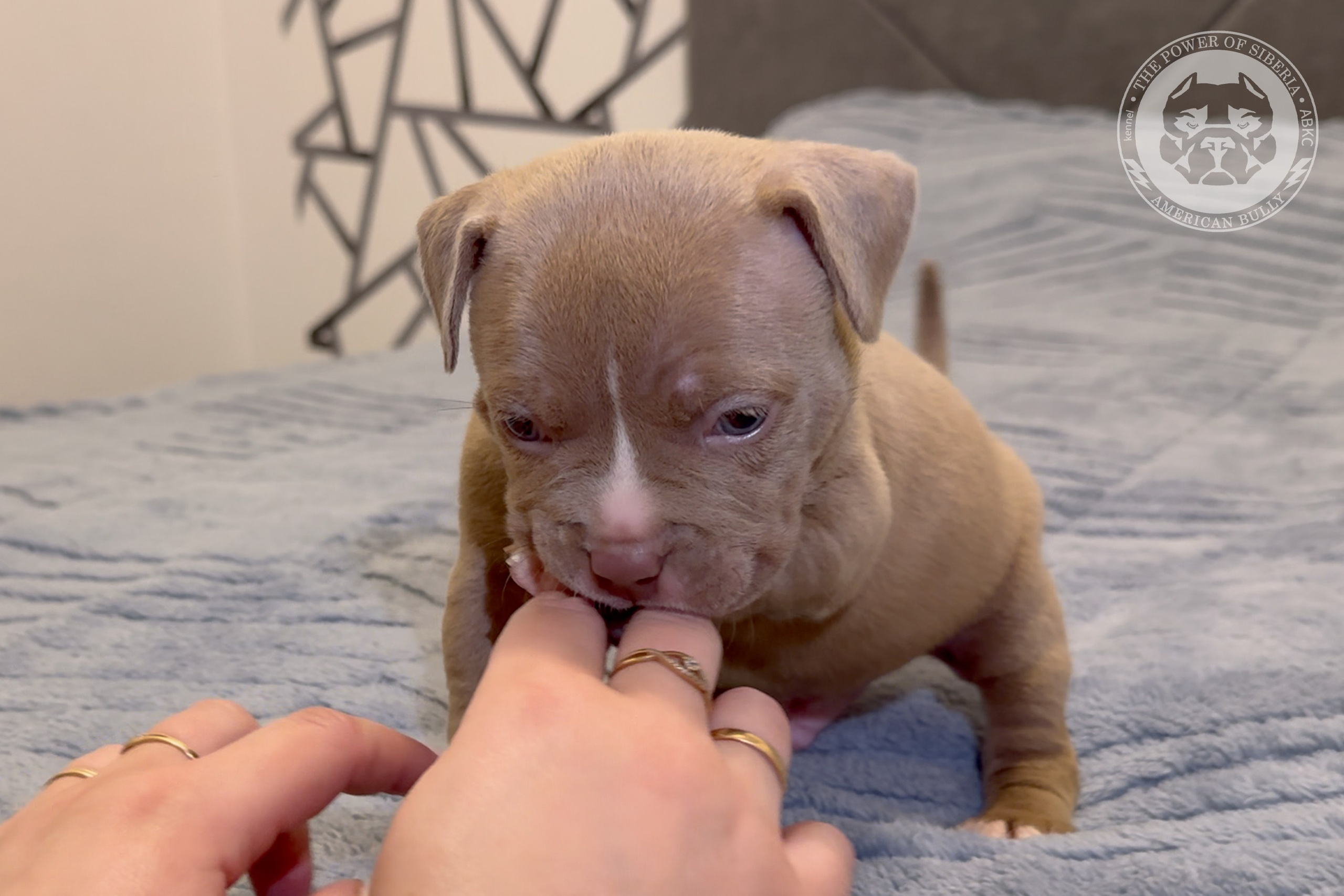 Свободные щенки Американский Булли стандарт и Свободные щенки Американский Булли классик. Американский Булли в г. Ростов-на-Дону. Питомник THE POWER OF SIBERIA
