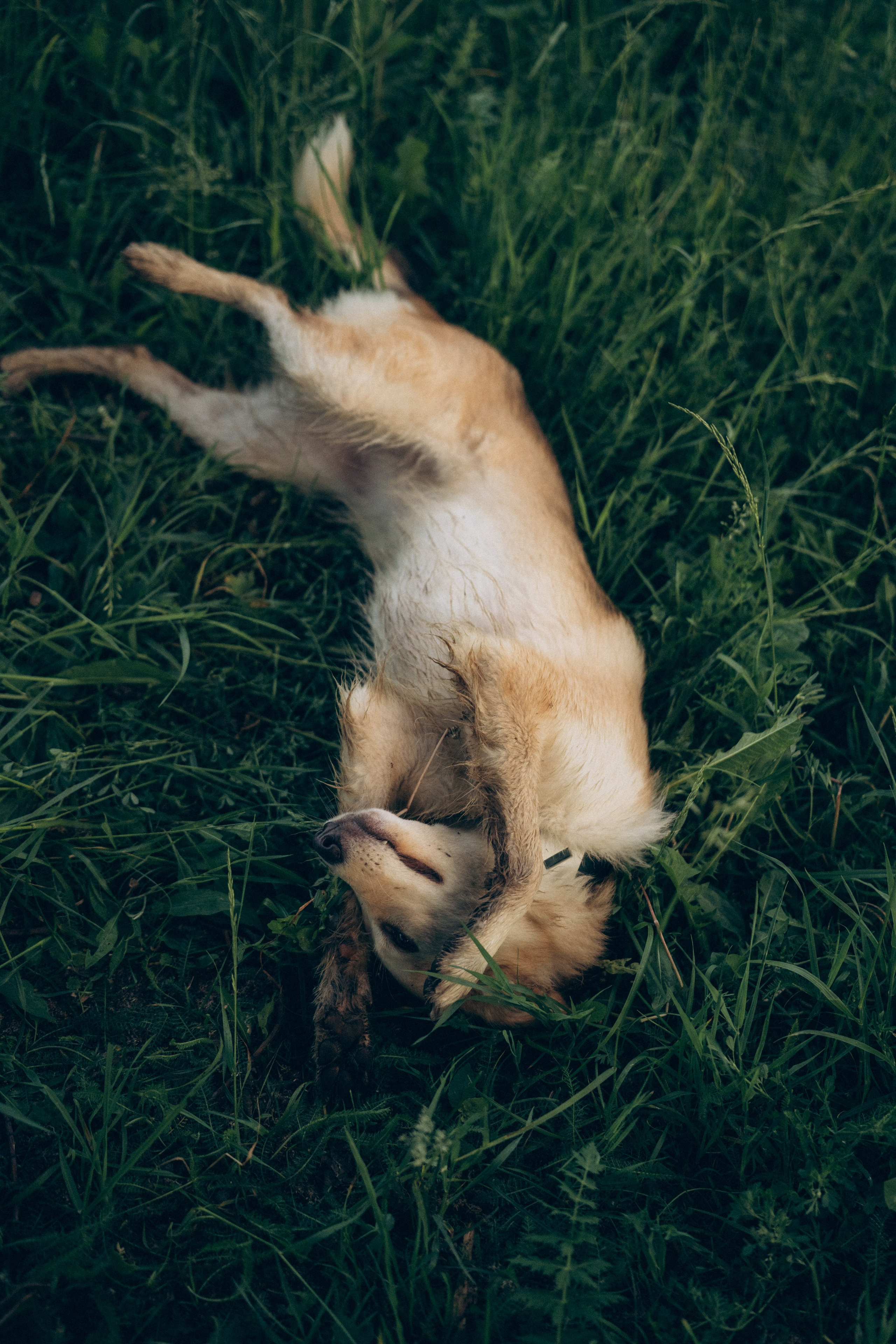 Соня и Кора. Фотограф анималист в Москве и Санкт-Петербурге Свиридова Анна