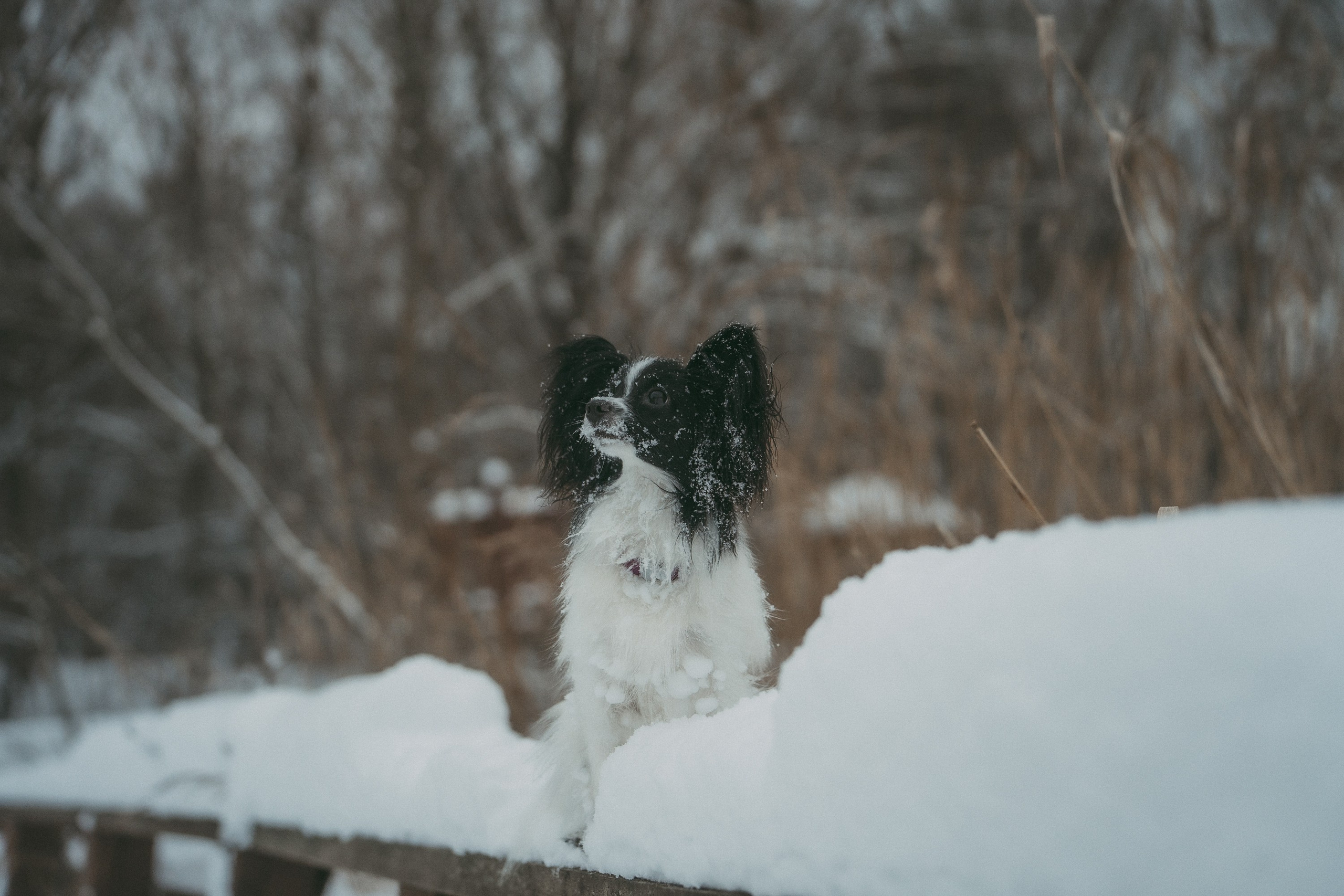 Альбина и Амелия. Фотограф анималист в Москве и Санкт-Петербурге Свиридова Анна