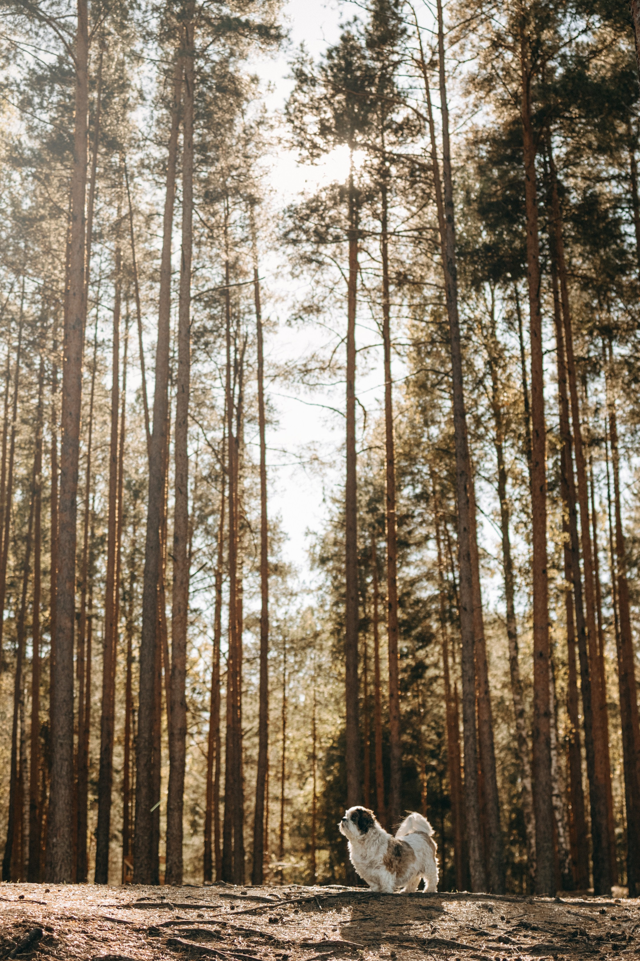 Настя и Франт. Фотограф — Анималист | Санкт-Петербург