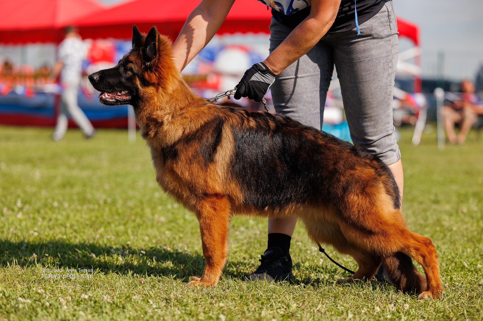 Немецкие овчарки: фото из рингов и вне ринга, мутпроба (фотографии с выставок). Фотограф собак, фотограф-анималист Аня Титова (Titanya). Москва