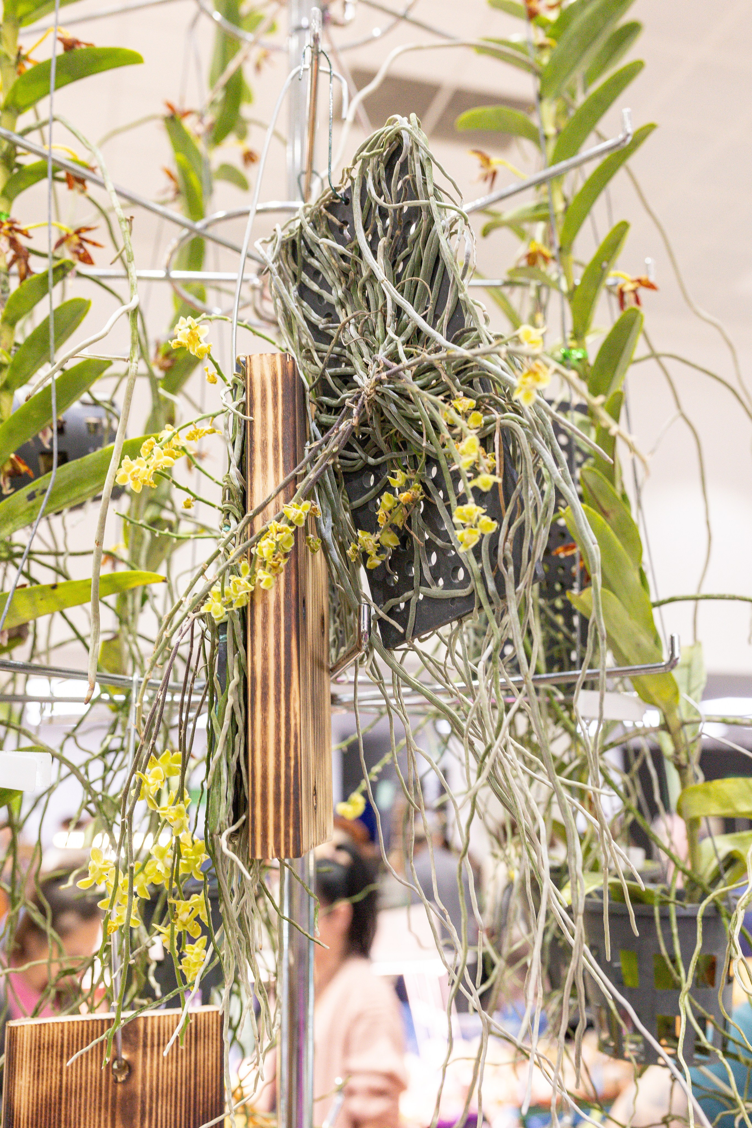 Орхидиум май 2025. Александра Куликова фотограф, Москва