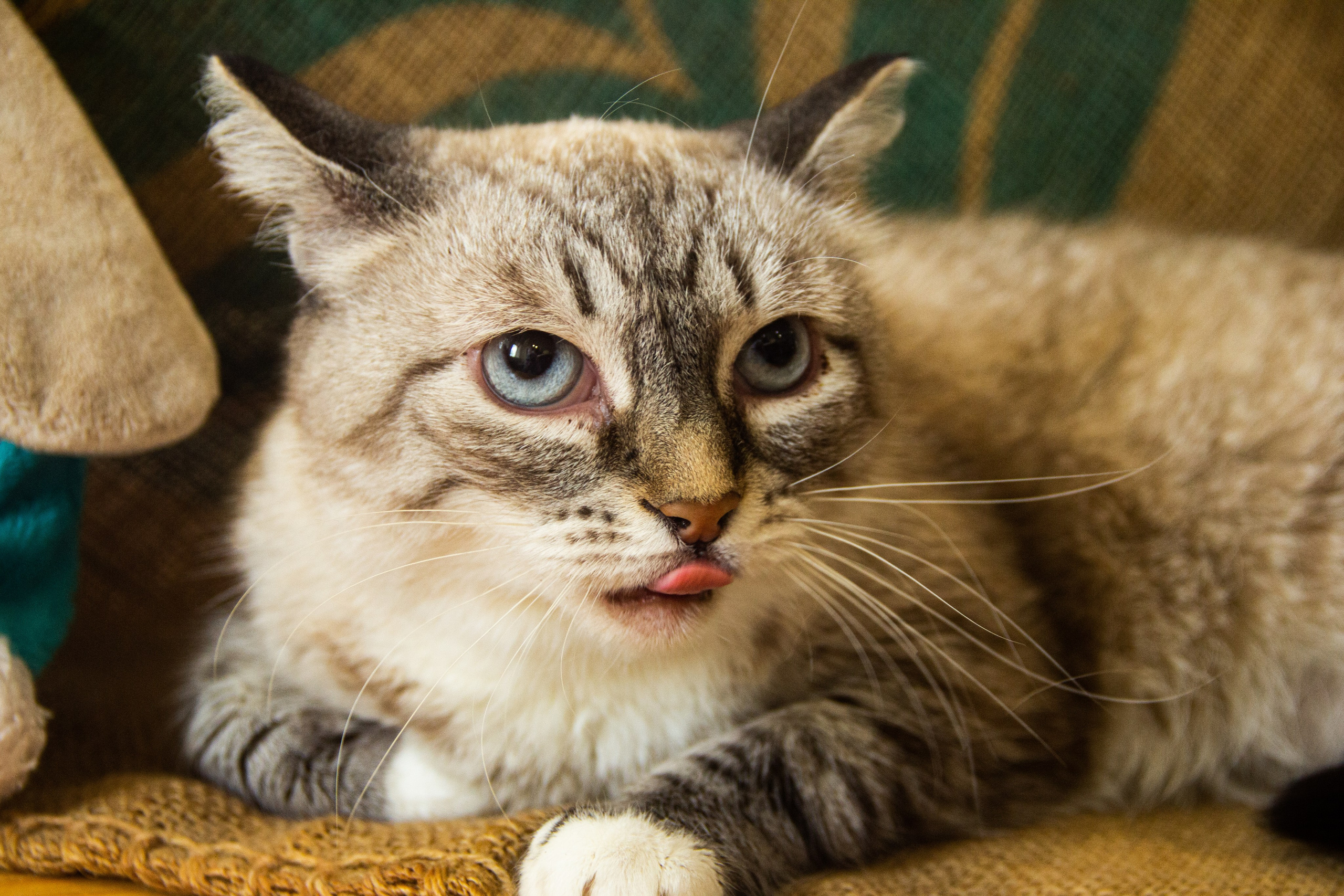 Фотоволонтер