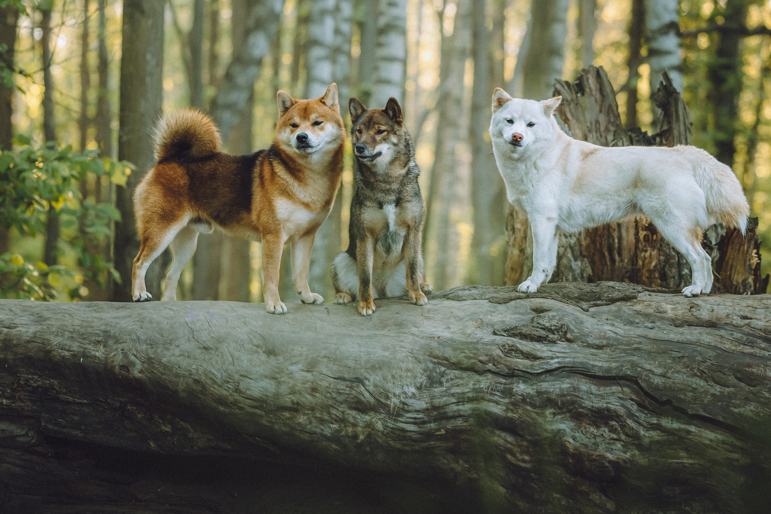 Шед, Цири, Чиби, Цера и их семья