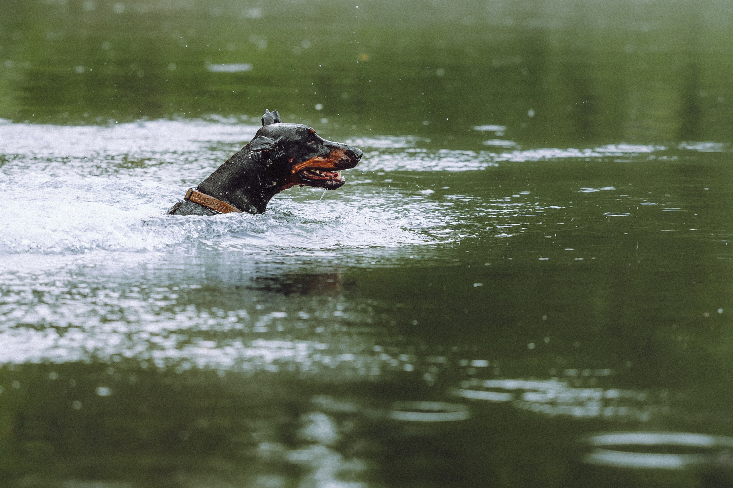 Паша, Хайди и Тея
