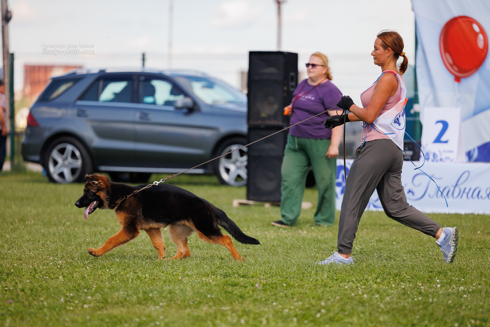Немецкие овчарки: фото из рингов и вне ринга, мутпроба (фотографии с выставок). Фотограф собак, фотограф-анималист Аня Титова (Titanya). Москва