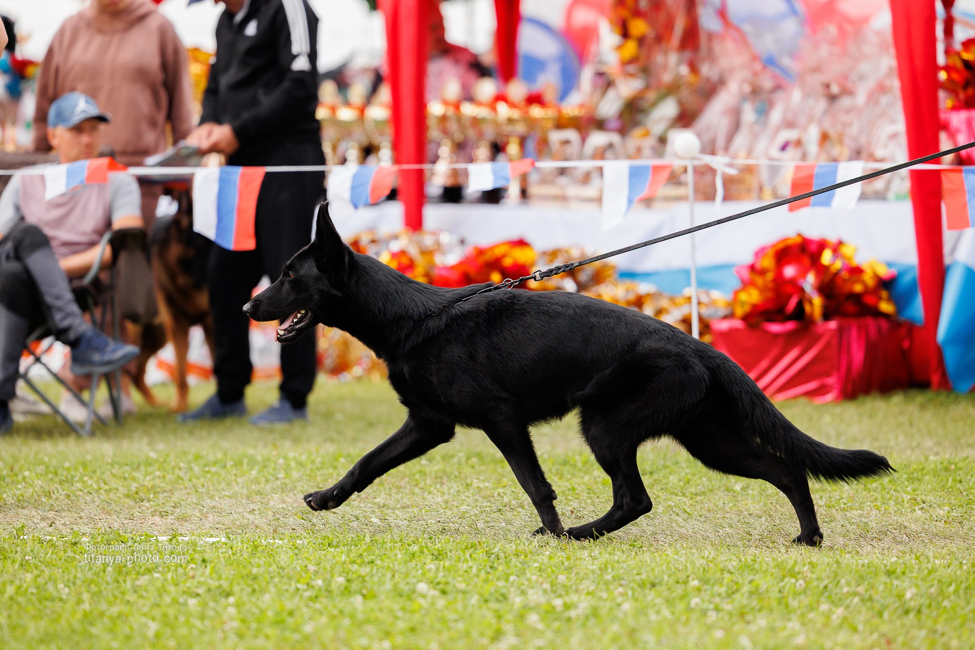 Немецкие овчарки: фото из рингов и вне ринга, мутпроба (фотографии с выставок). Фотограф собак, фотограф-анималист Аня Титова (Titanya). Москва