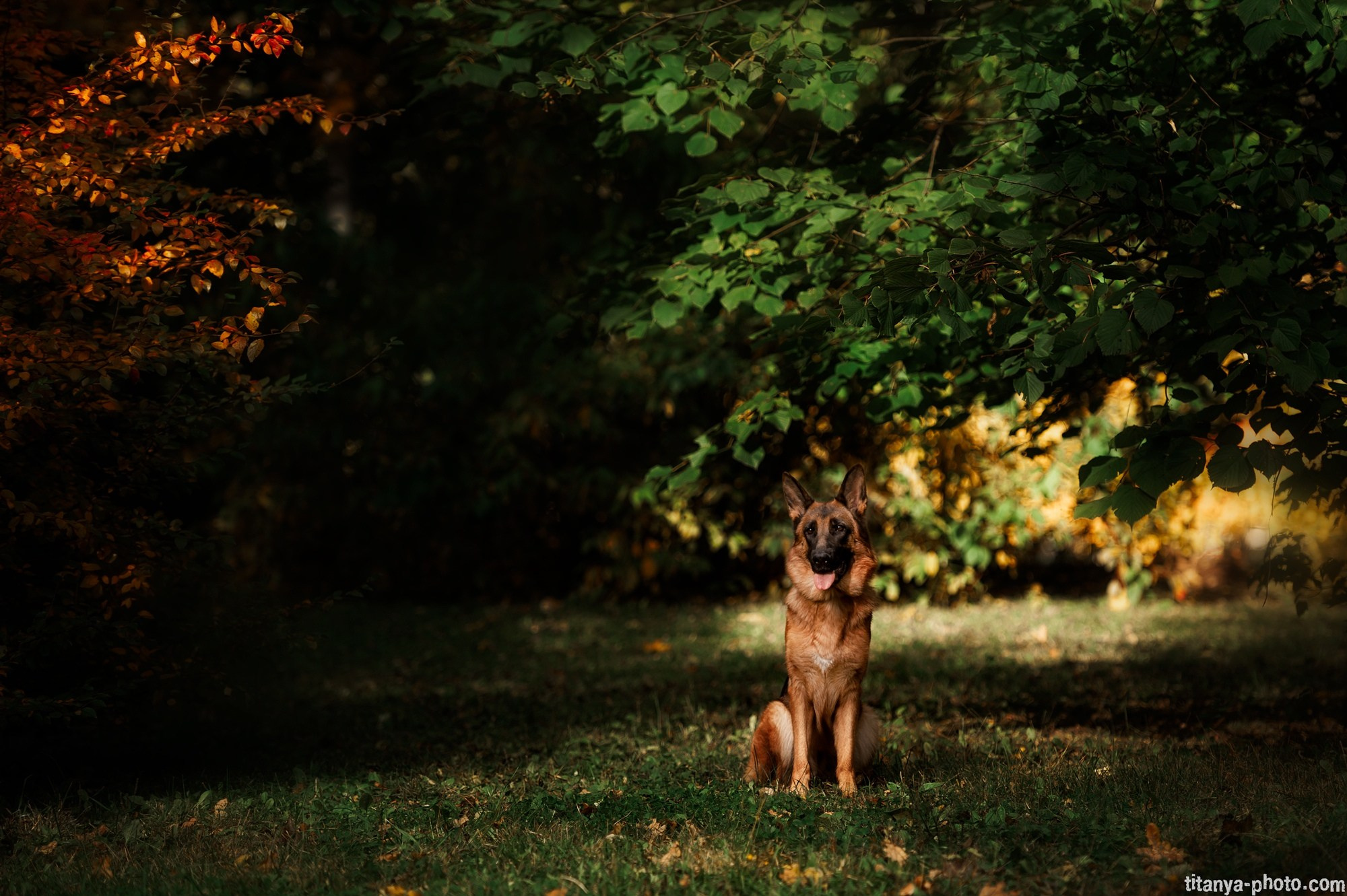 Фото немецких овчарок. Фотограф собак, фотограф-анималист Аня Титова (Titanya). Москва