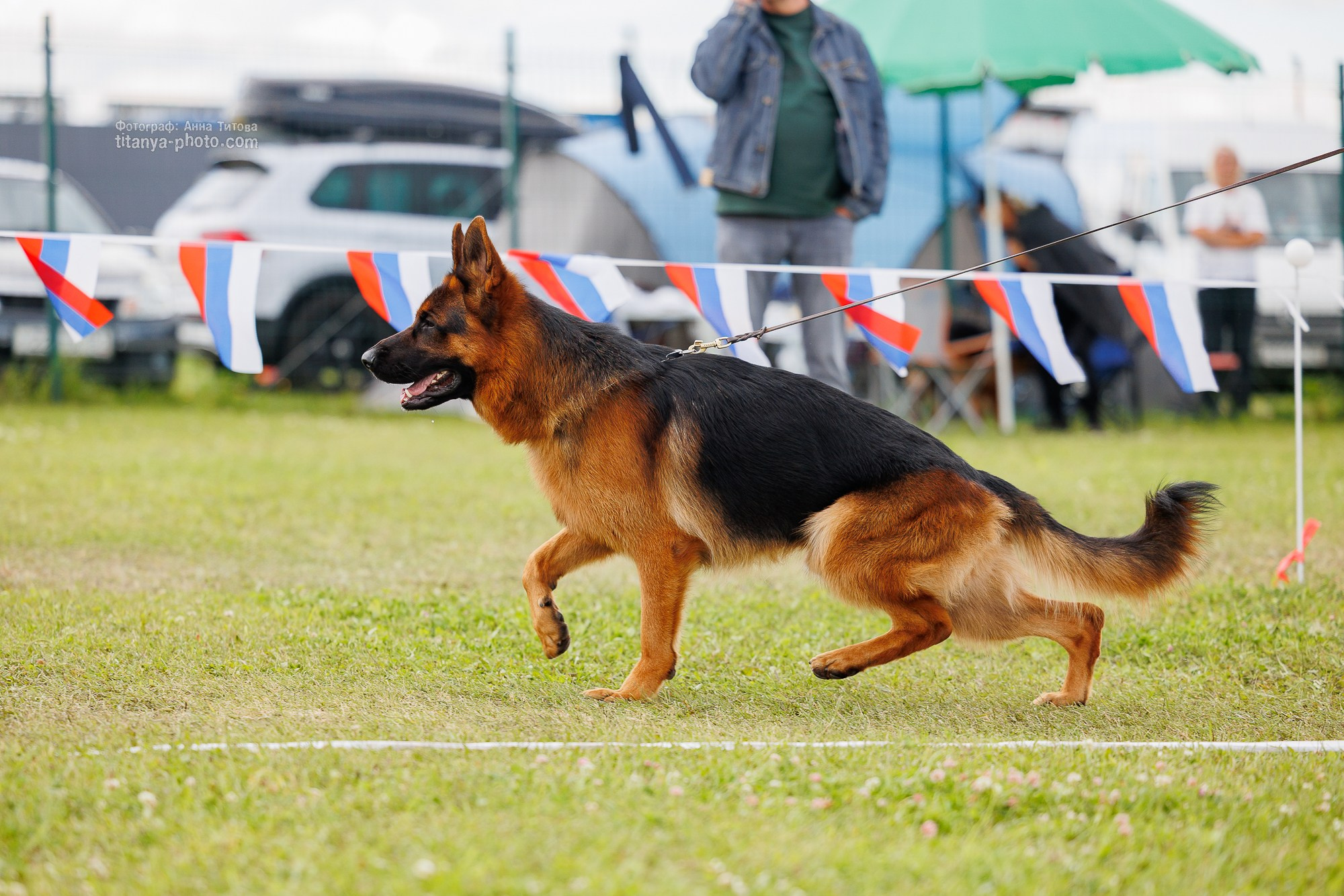 Немецкие овчарки: фото из рингов и вне ринга, мутпроба (фотографии с выставок). Фотограф собак, фотограф-анималист Аня Титова (Titanya). Москва