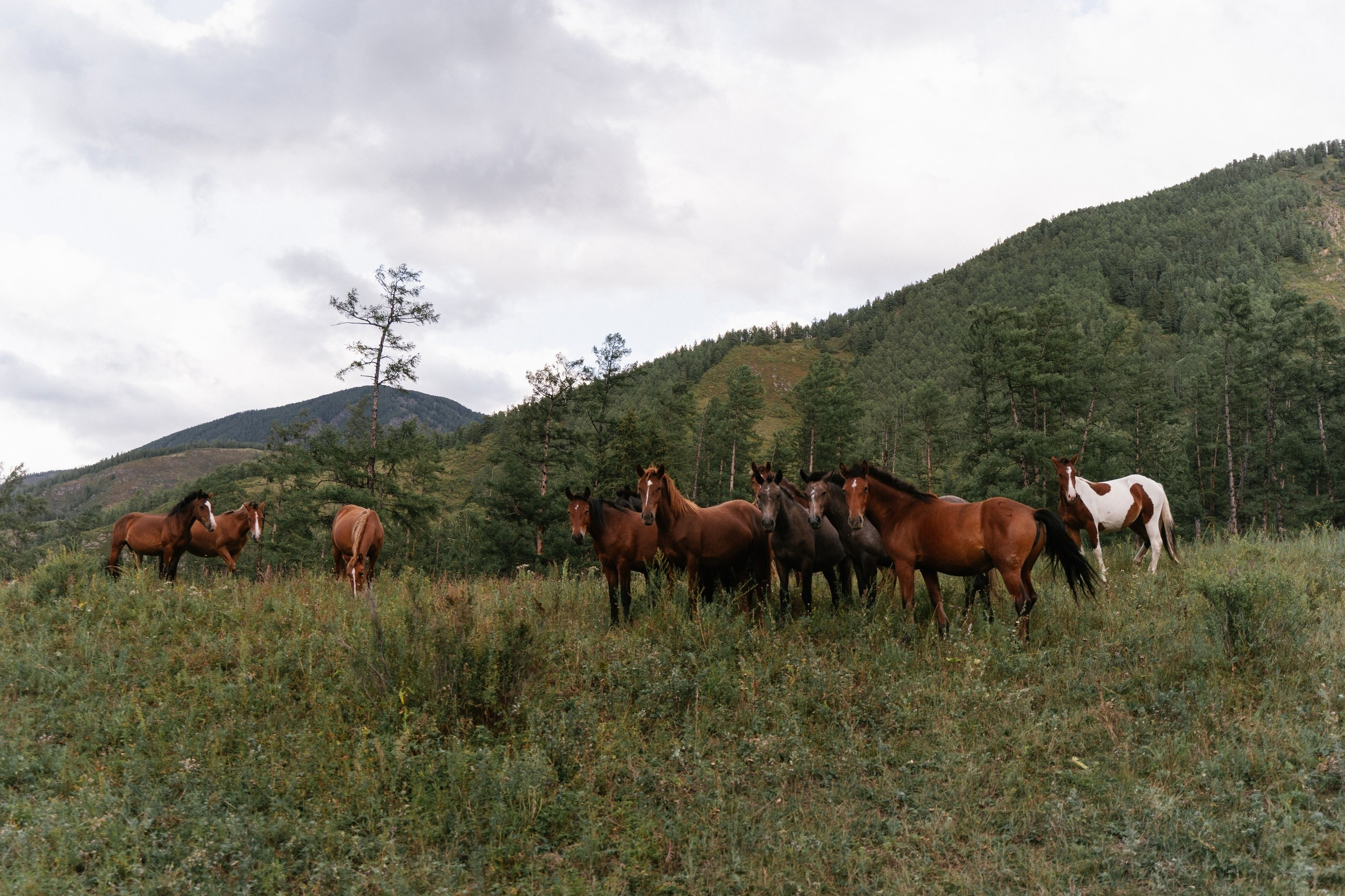 Природный парк Белуха. Фотограф в Санкт-Петербурге — Лучина Екатерина