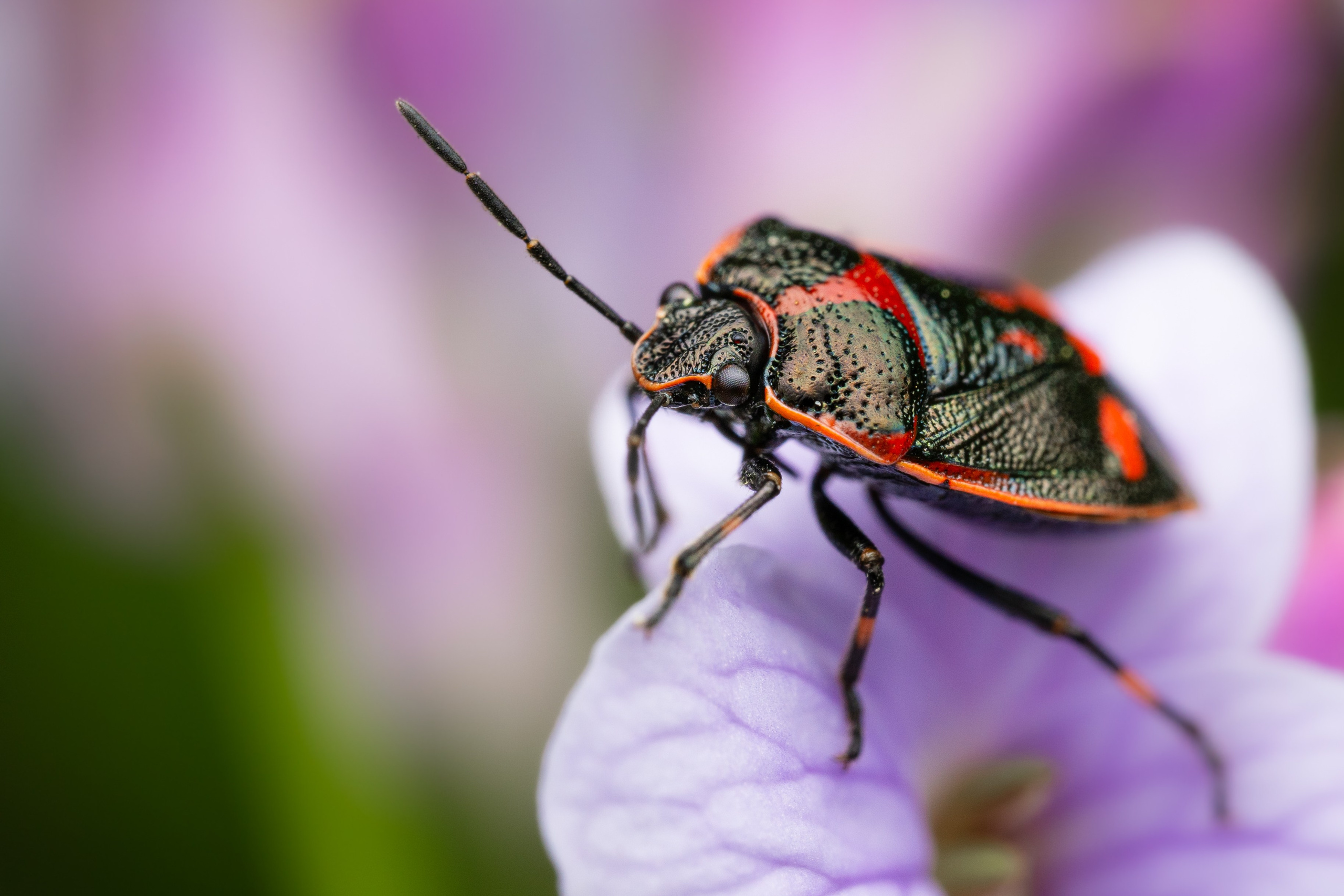 Рапсовый клоп