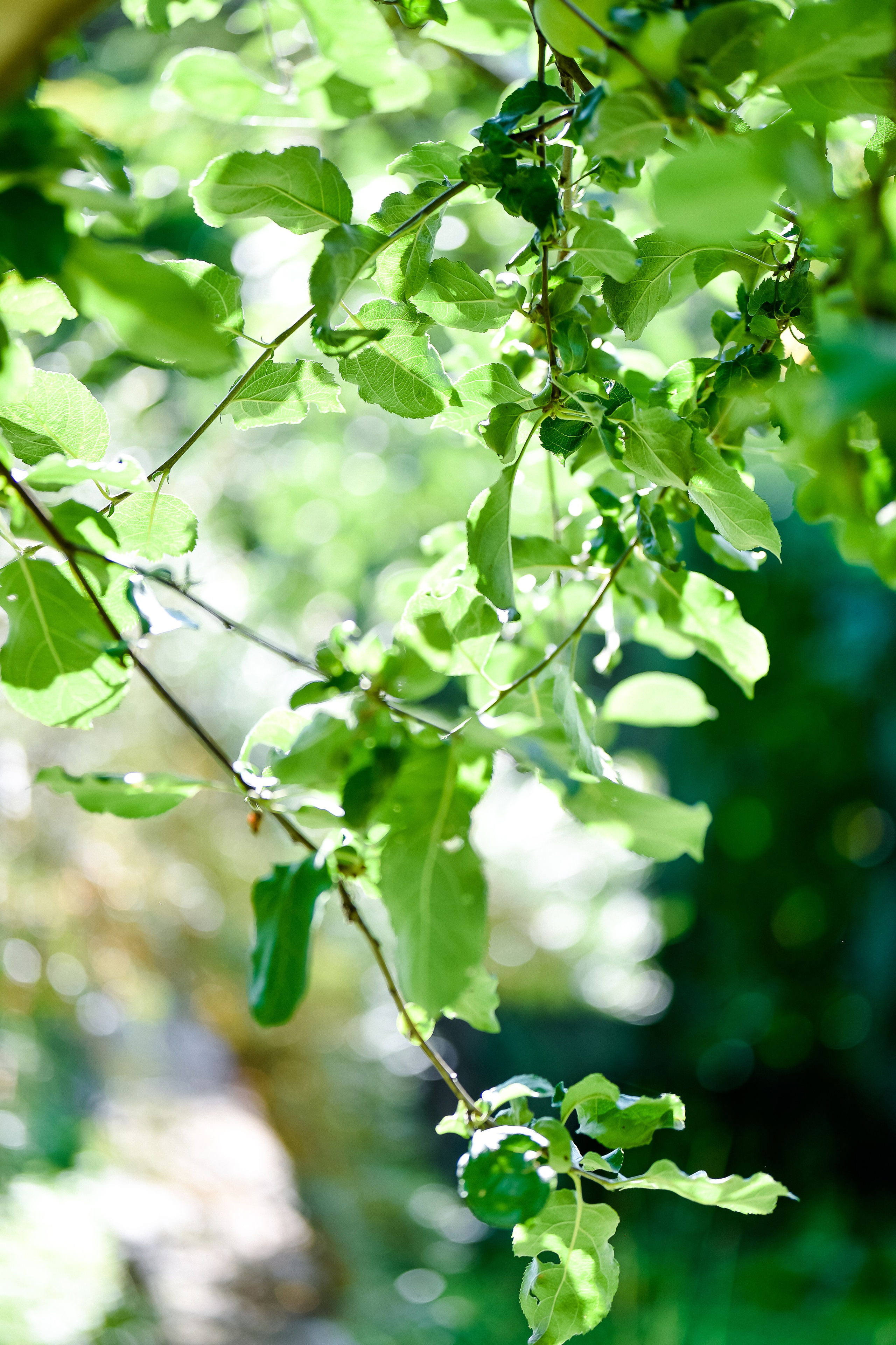 Семья Катюши