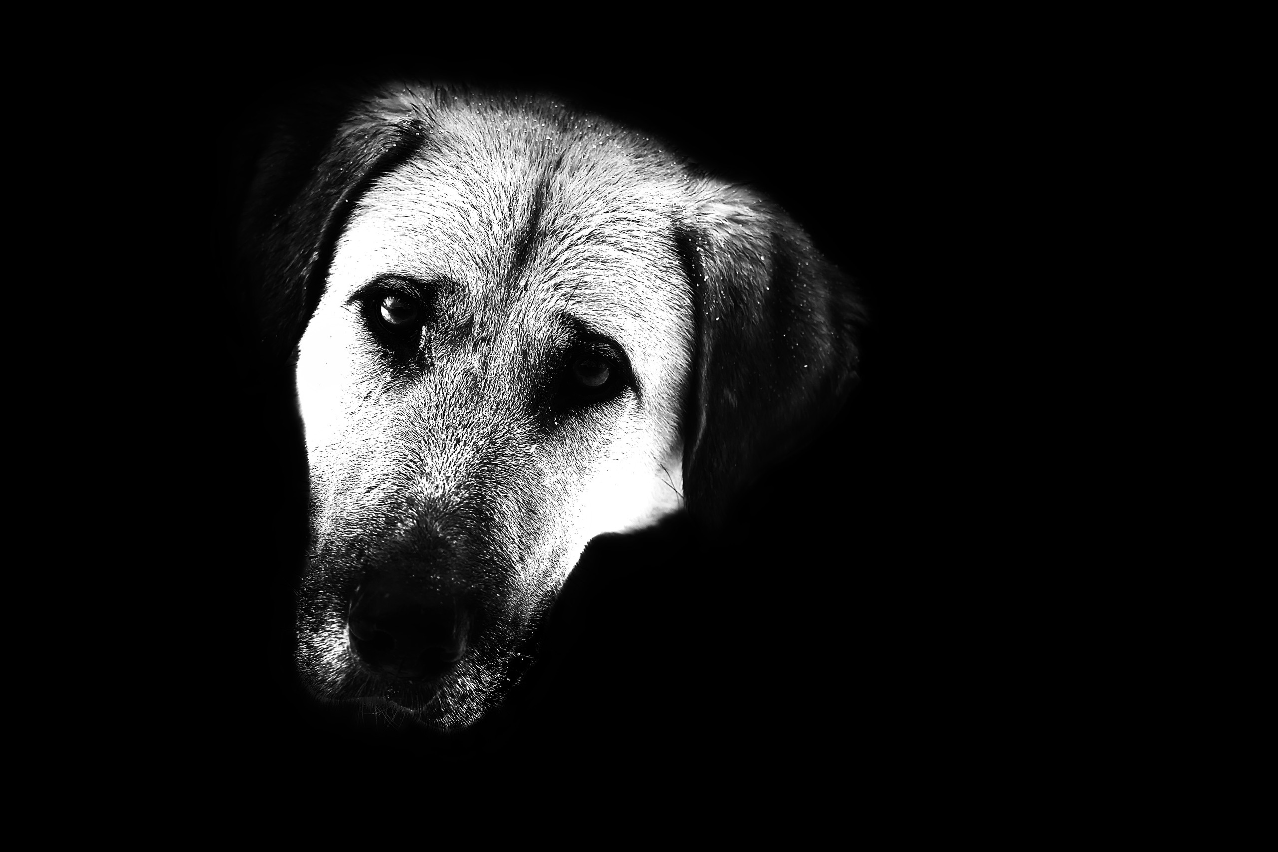 Фотокартины в Гомеле, картины в Гомеле, сюрреализм, минимализм