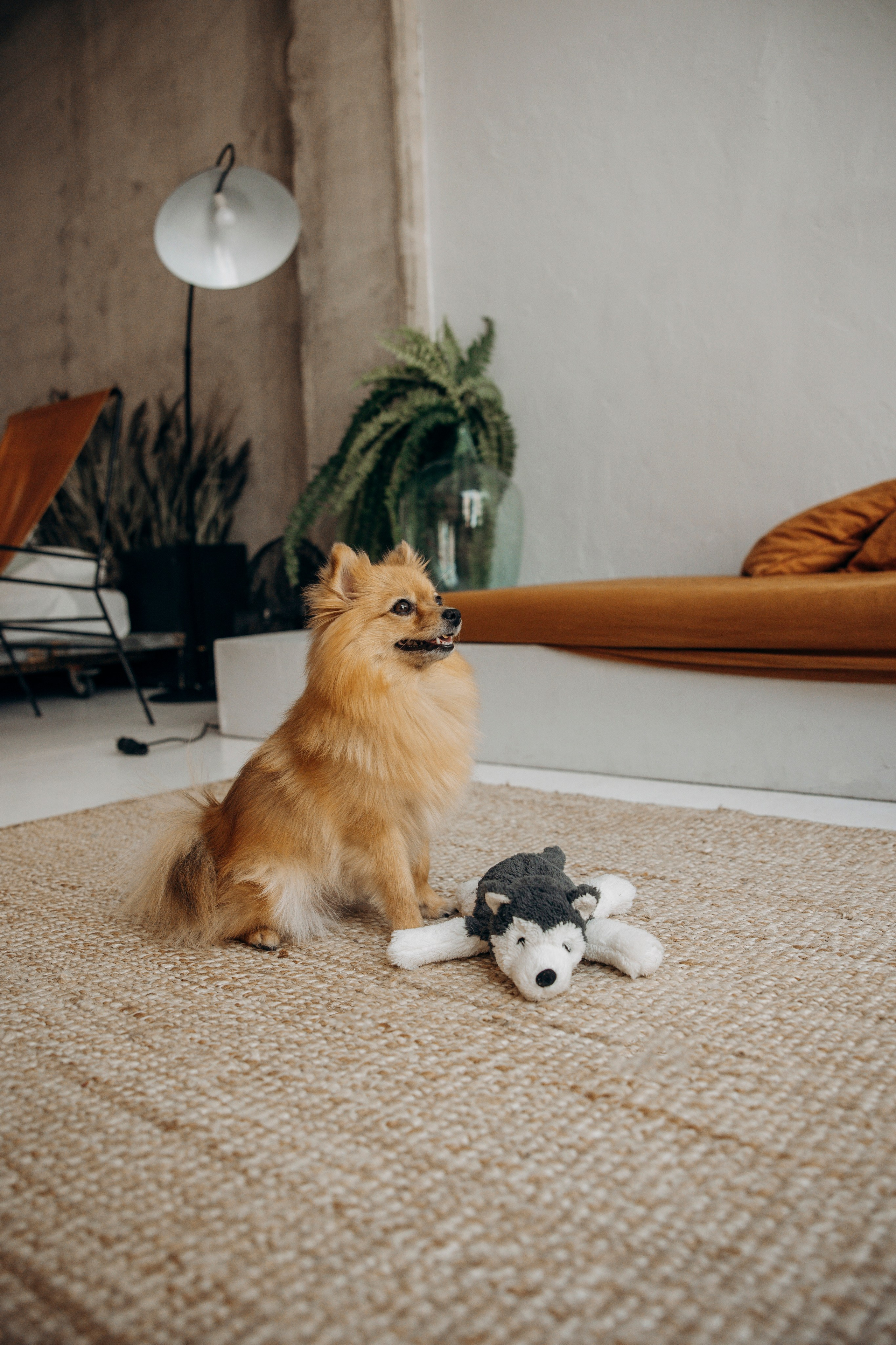 Съемка в студии с собакой. Анастасия Белаш