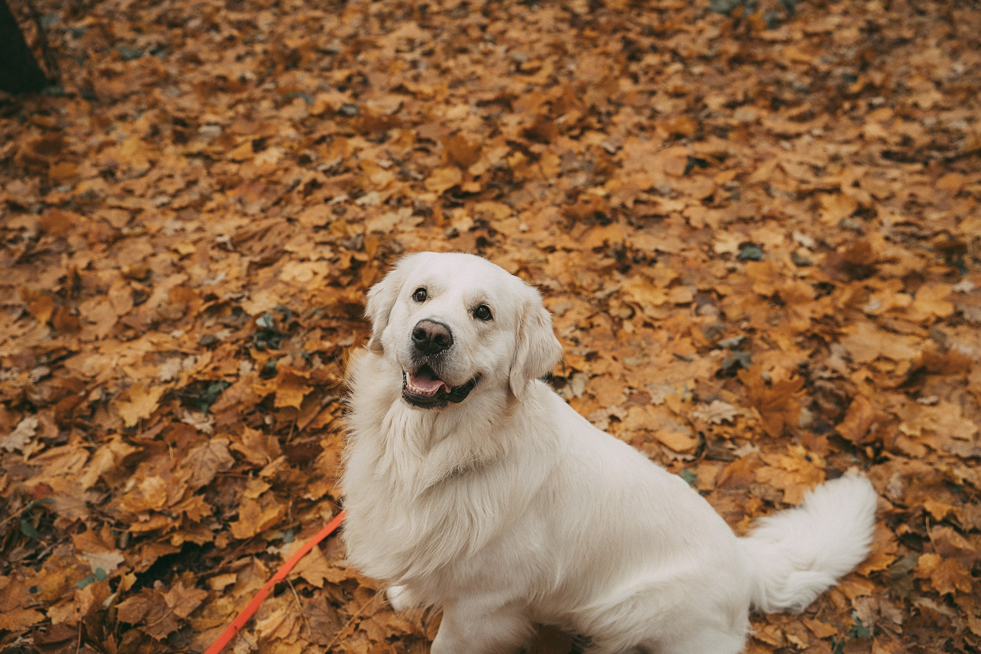 Лена и Мерлин. Фотограф анималист в Москве и Санкт-Петербурге Свиридова Анна