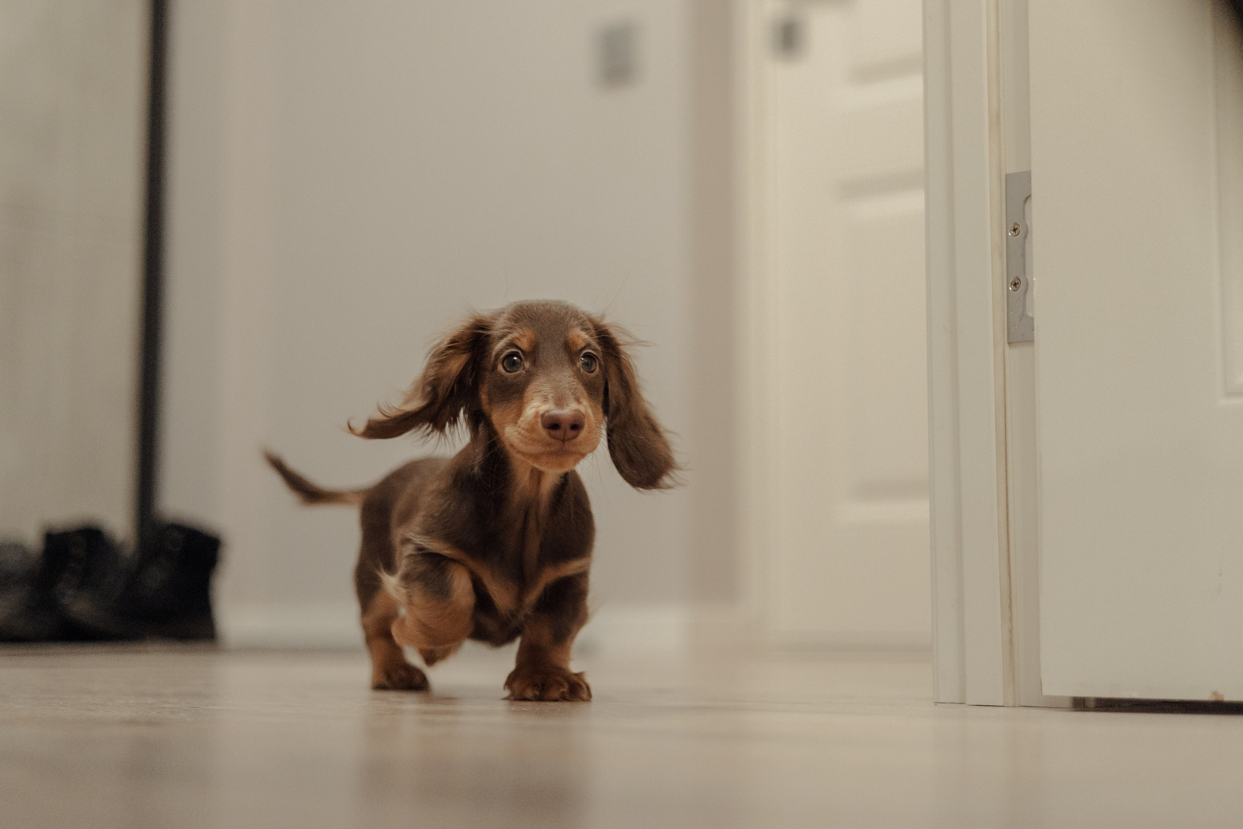Новогодний Джем. Фотограф Анималист Екатерина Справцева в Нижнем Новгороде